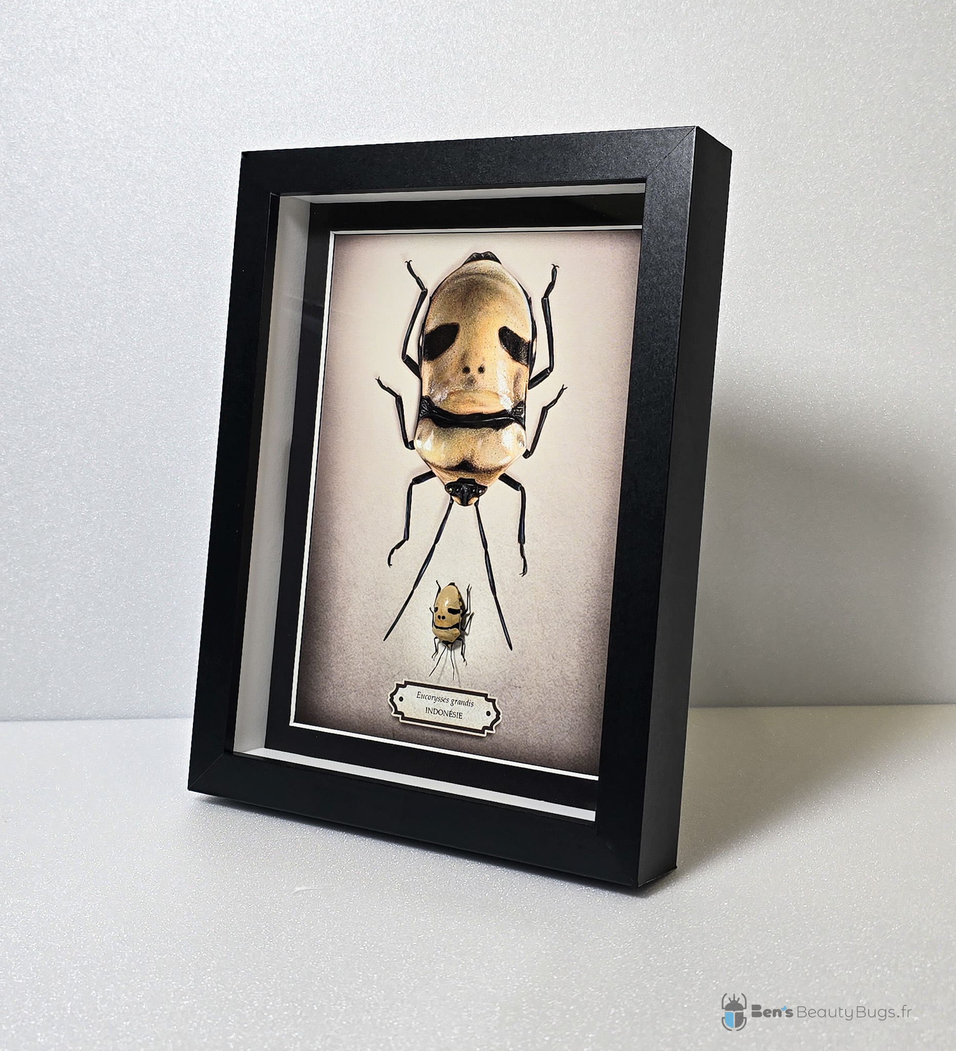 Eucorysses grandis (Illustration Julien Nowak)