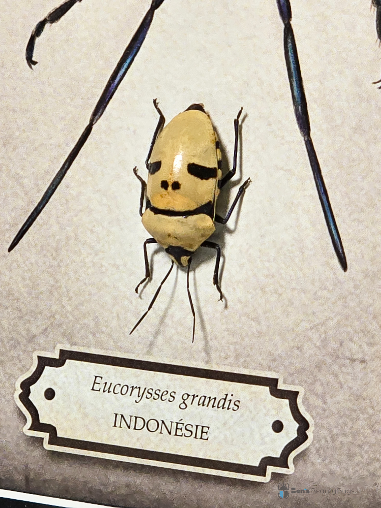 Eucorysses grandis (Illustration Julien Nowak)