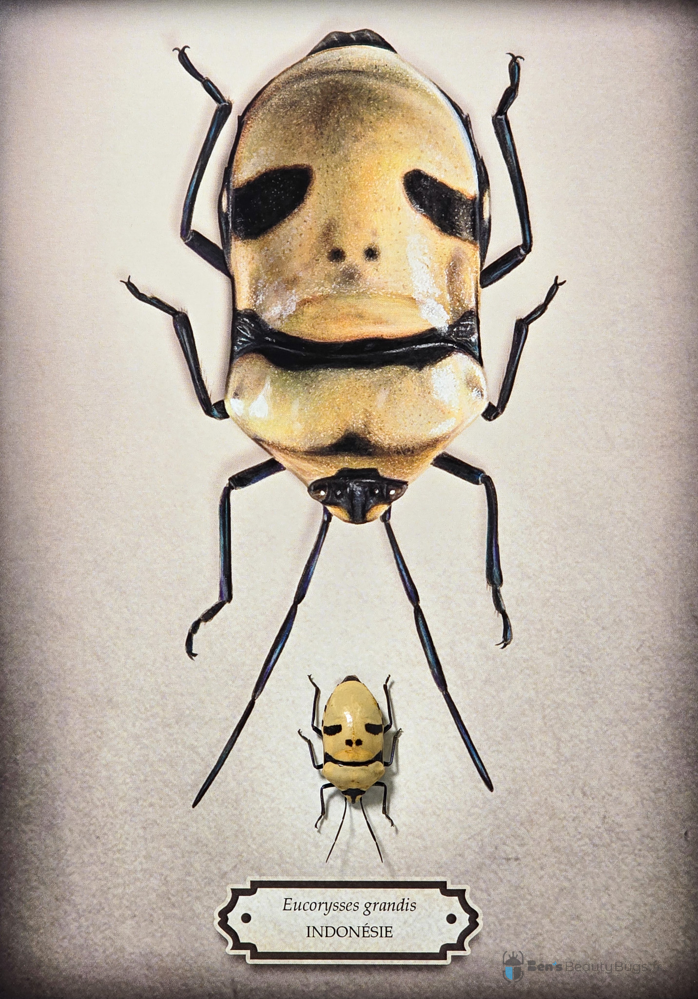 Eucorysses grandis (Illustration Julien Nowak)
