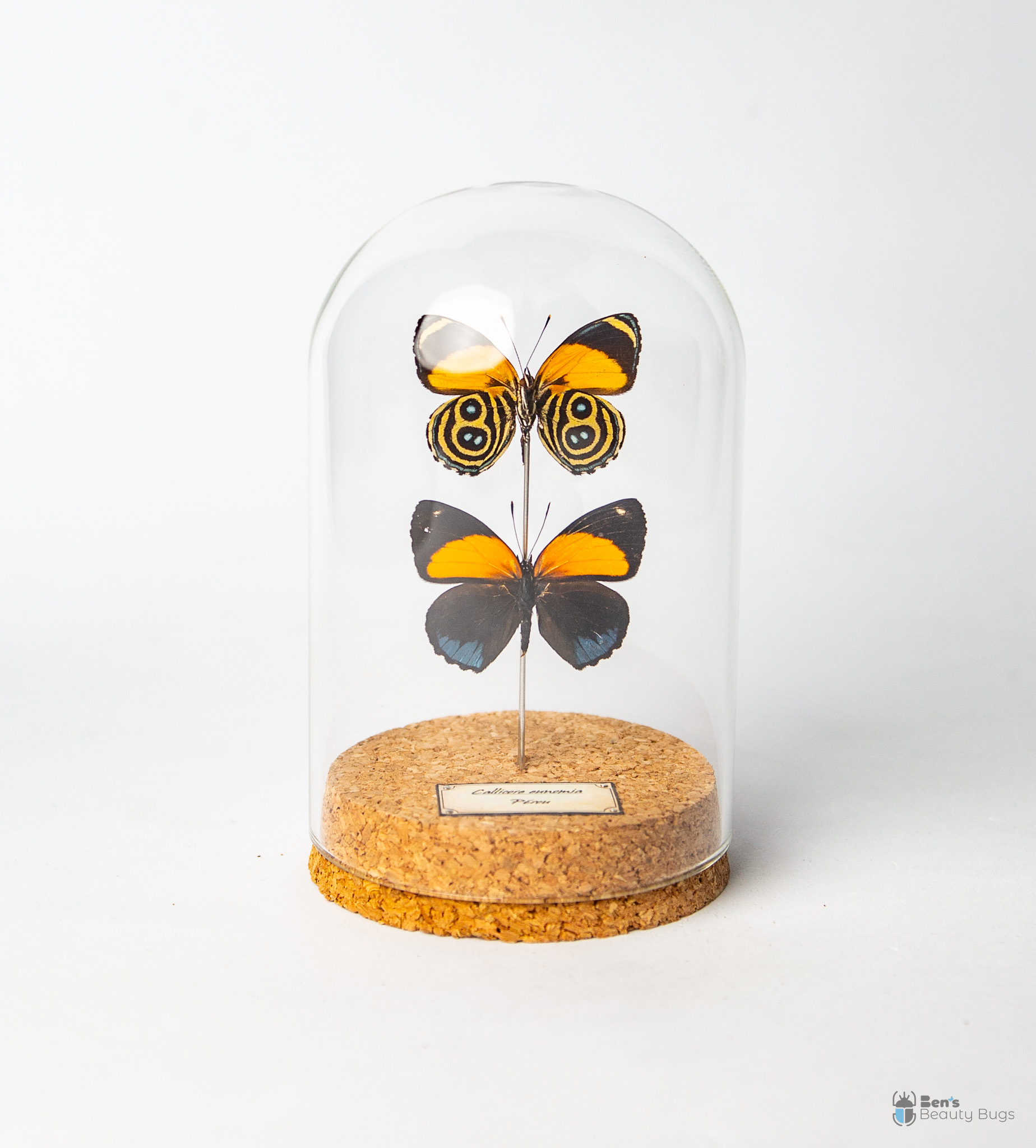Callicore eunomia (Recto/Verso)