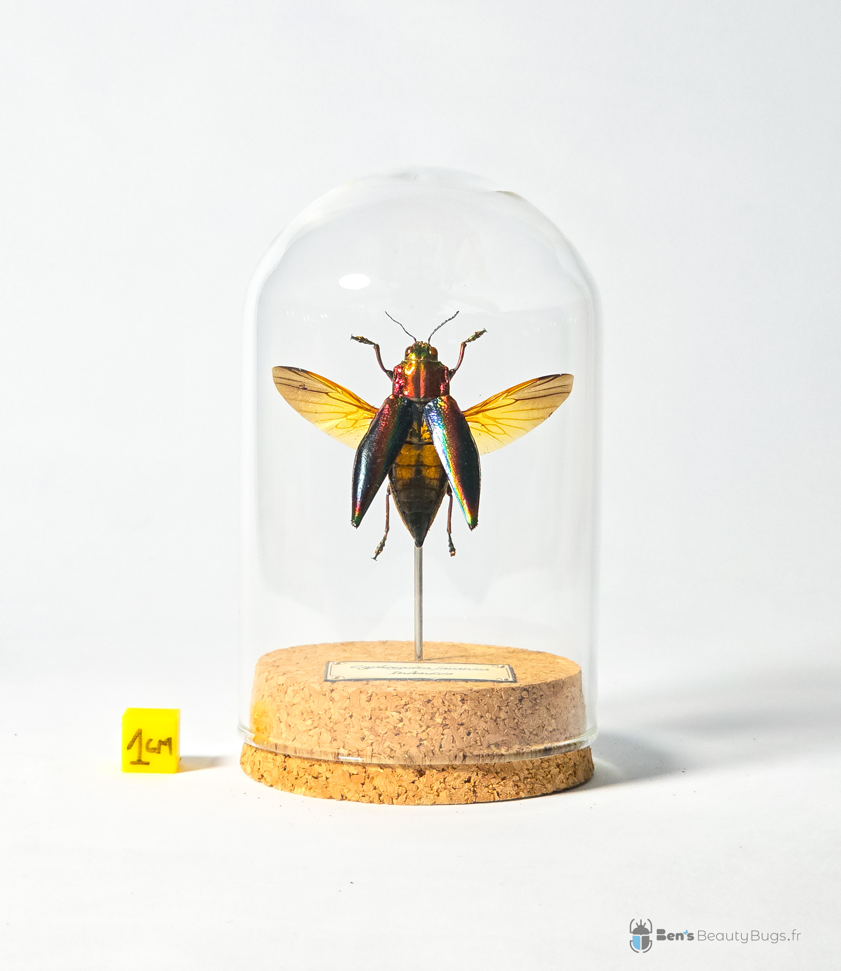 Cyphogastra javanica