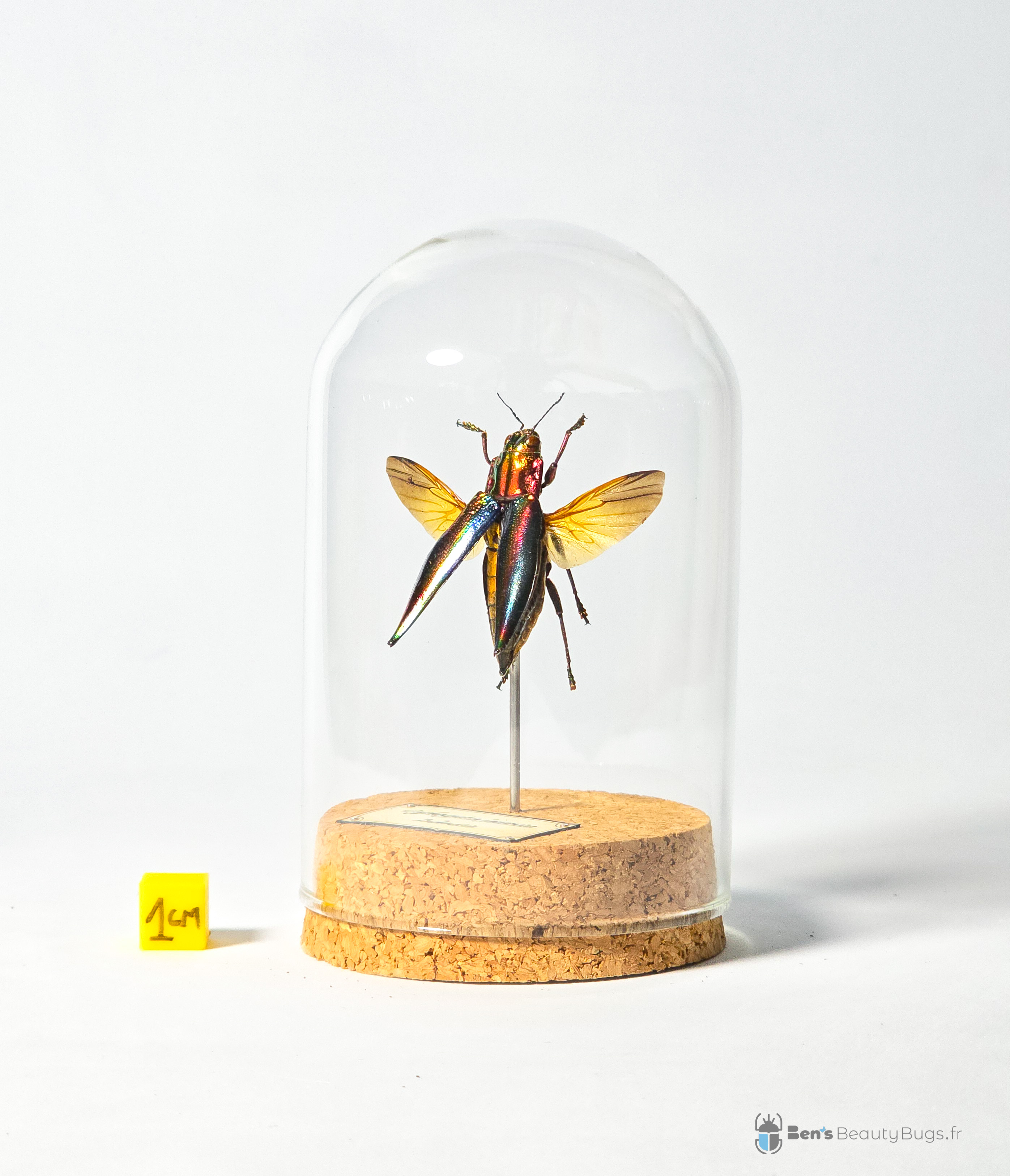 Cyphogastra javanica