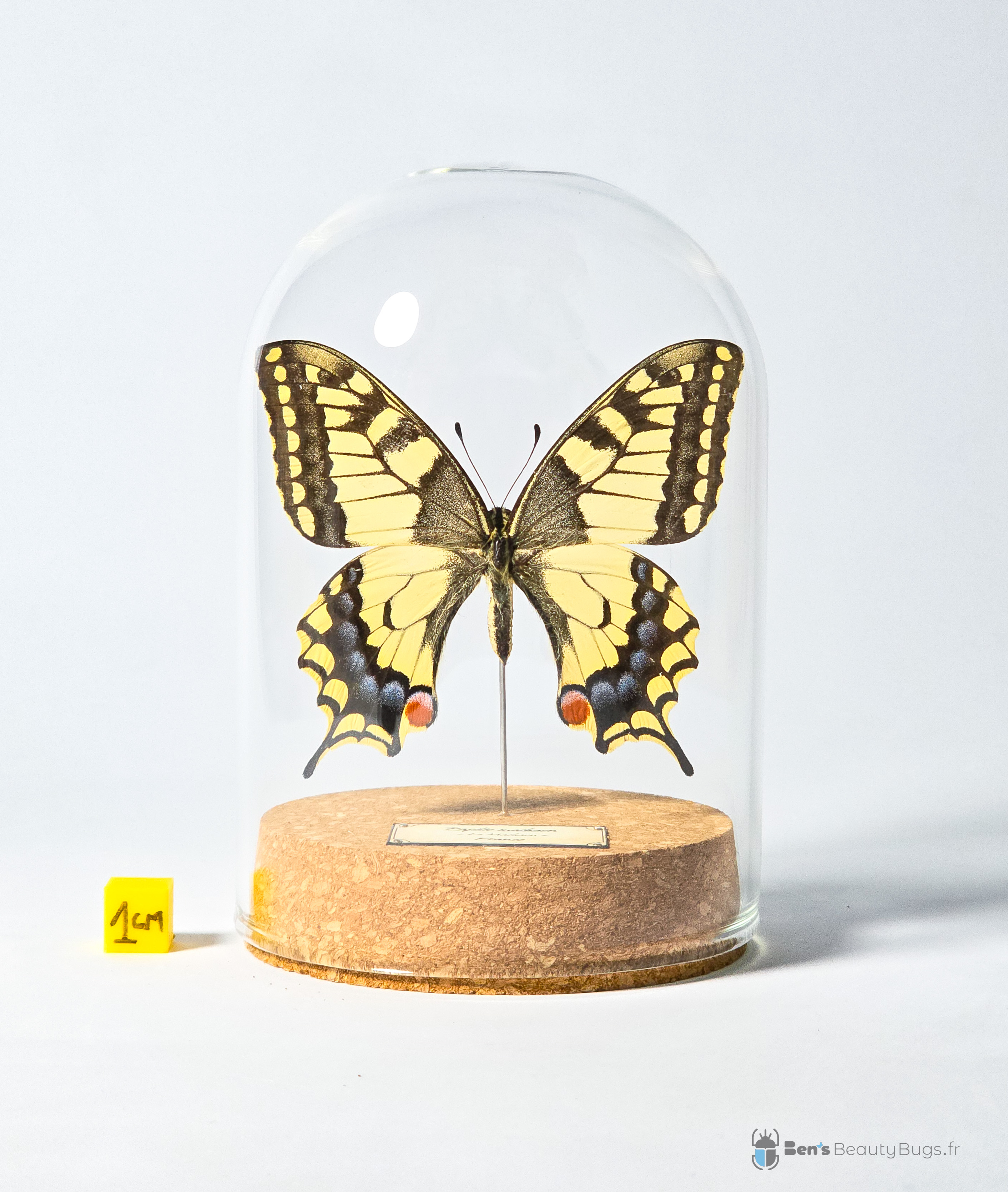 Papilio machaon