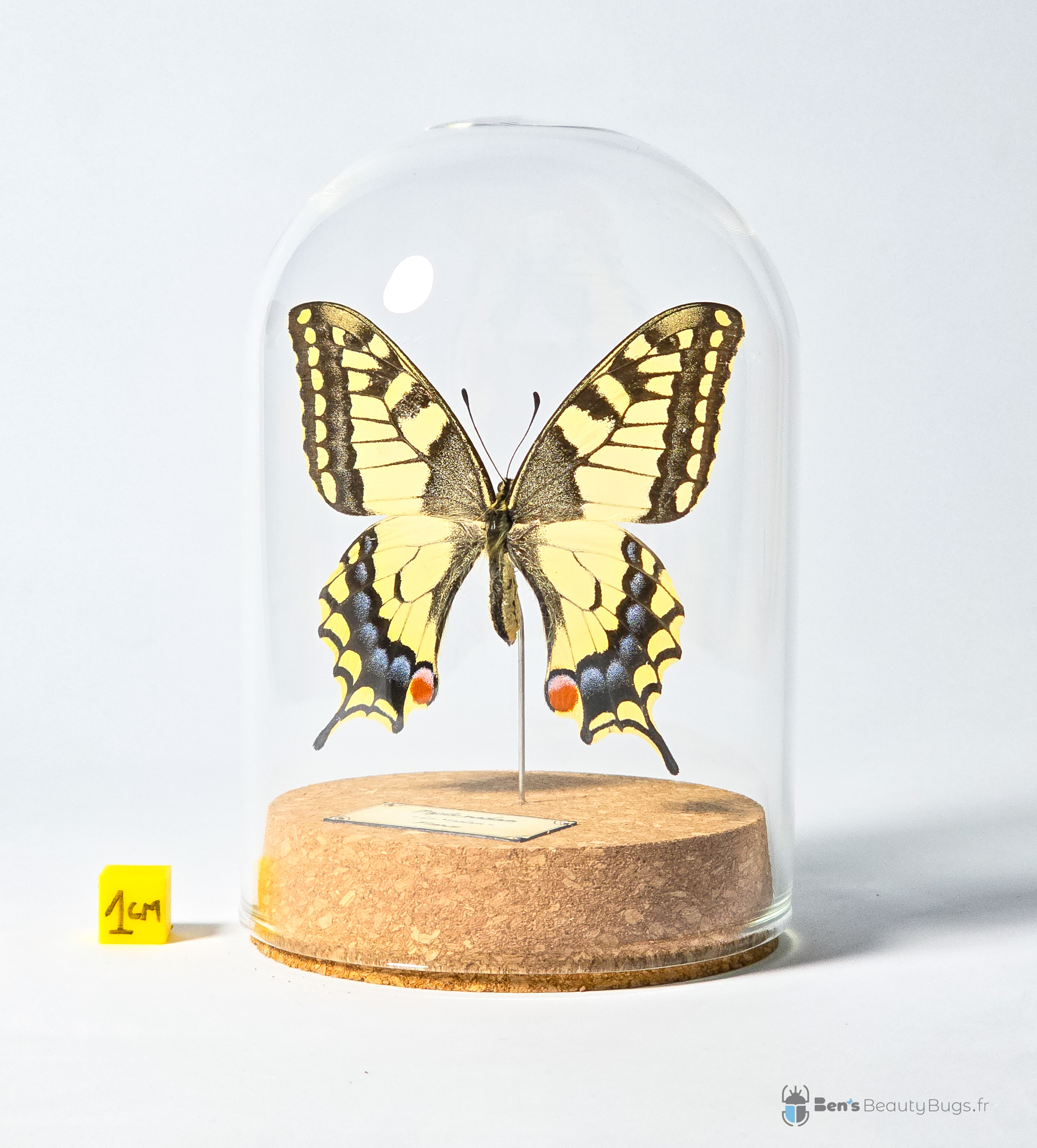 Papilio machaon