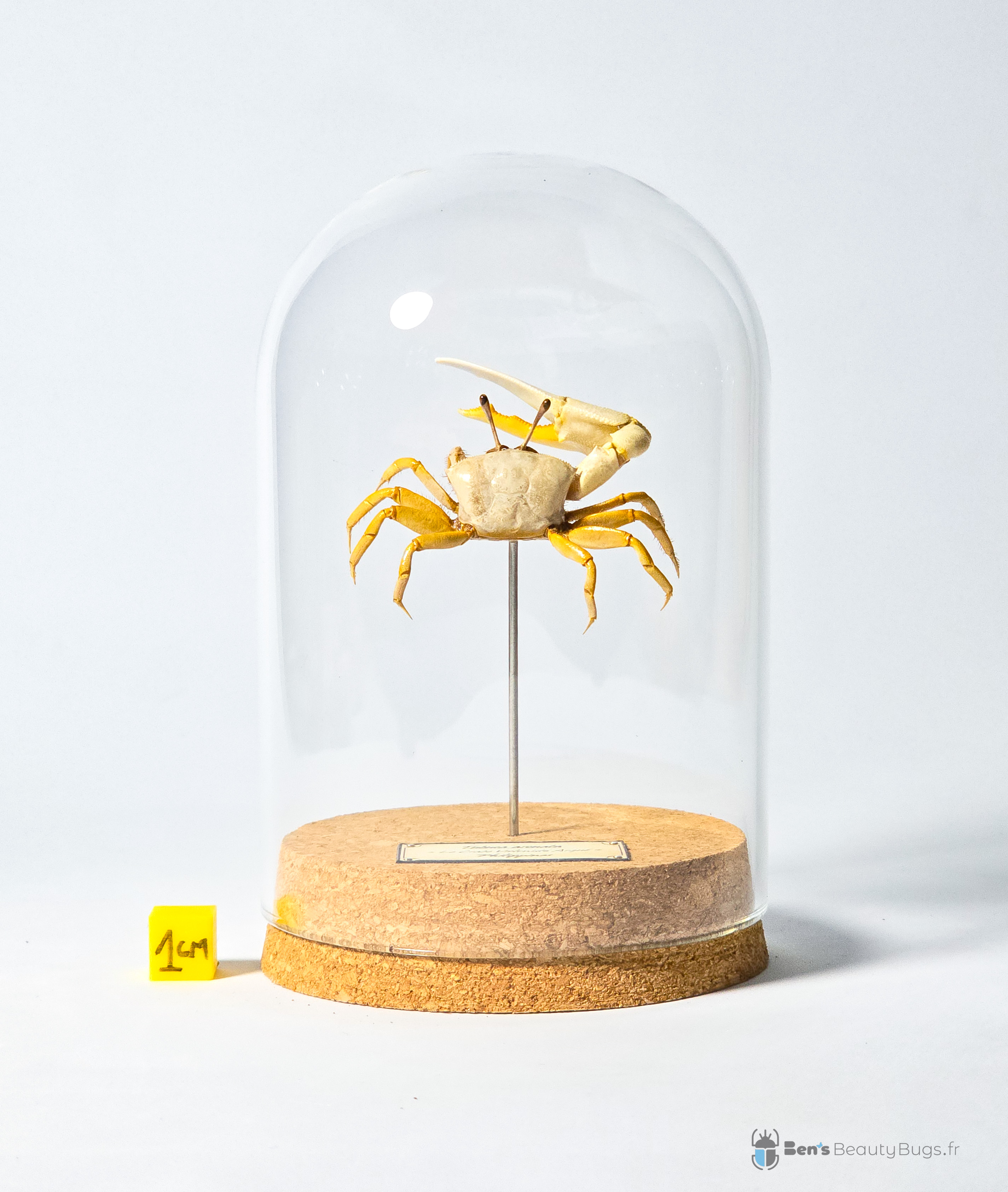 Tubuca arcuata (forme jaune)