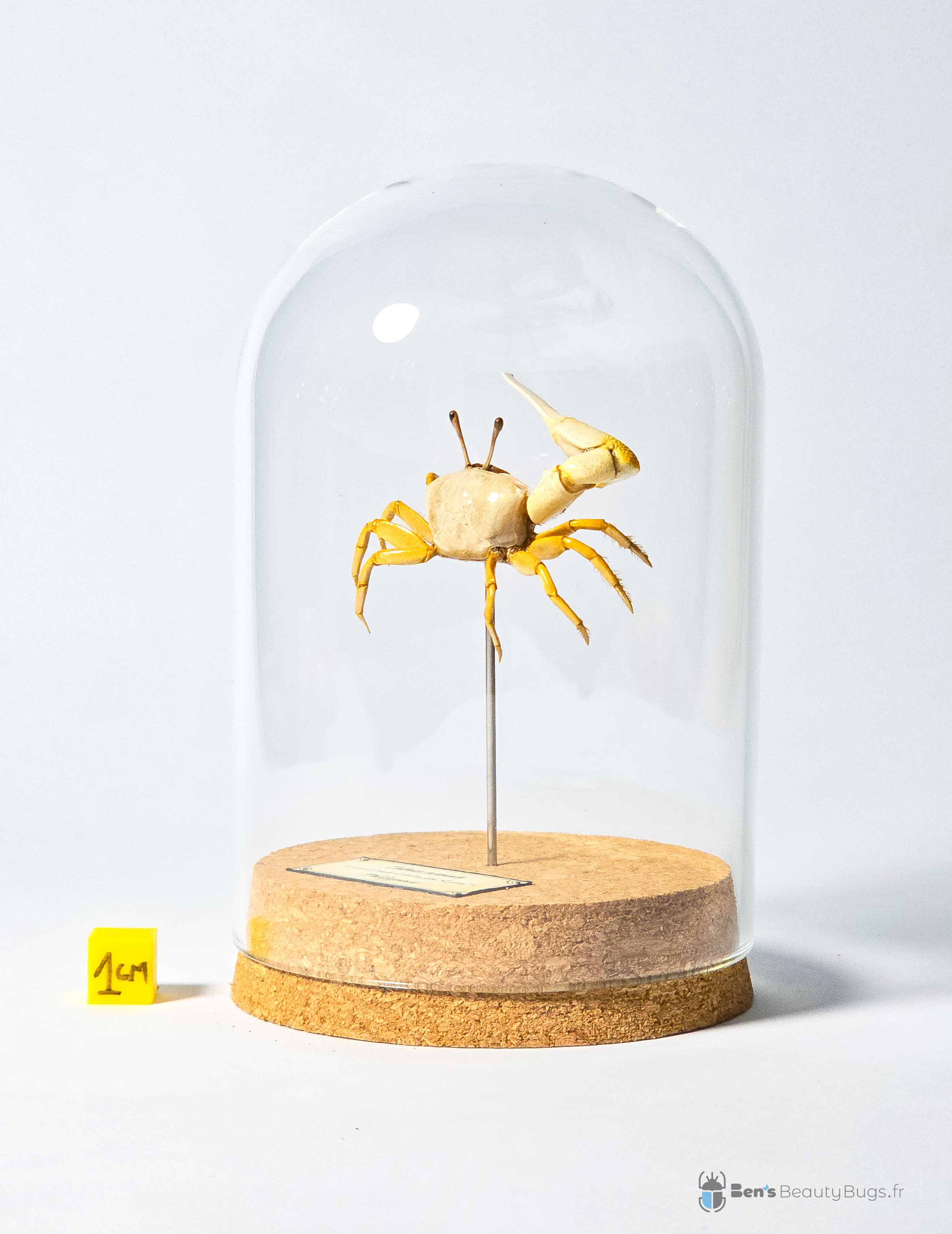 Tubuca arcuata (forme jaune)