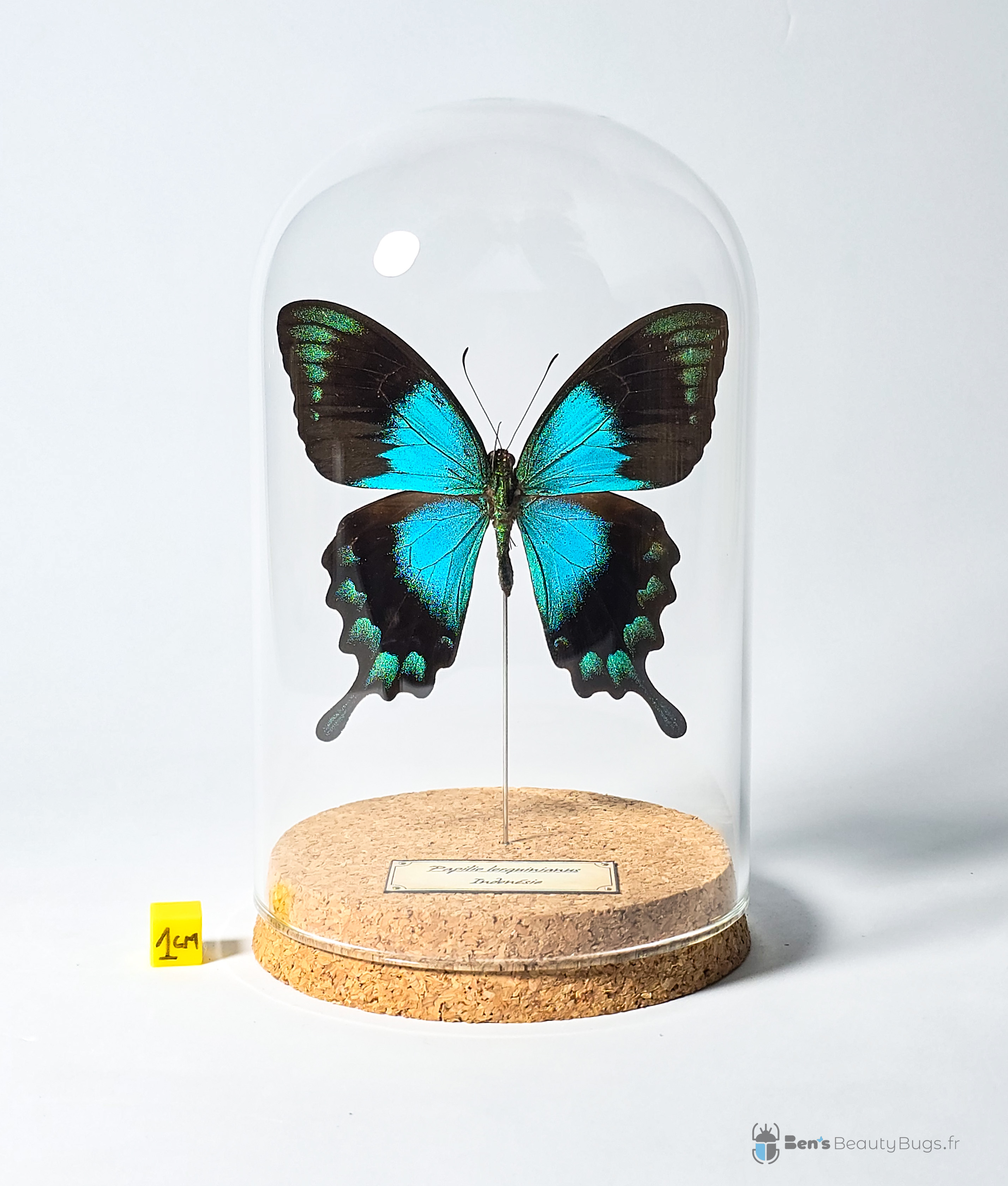 Papilio lorquinianus