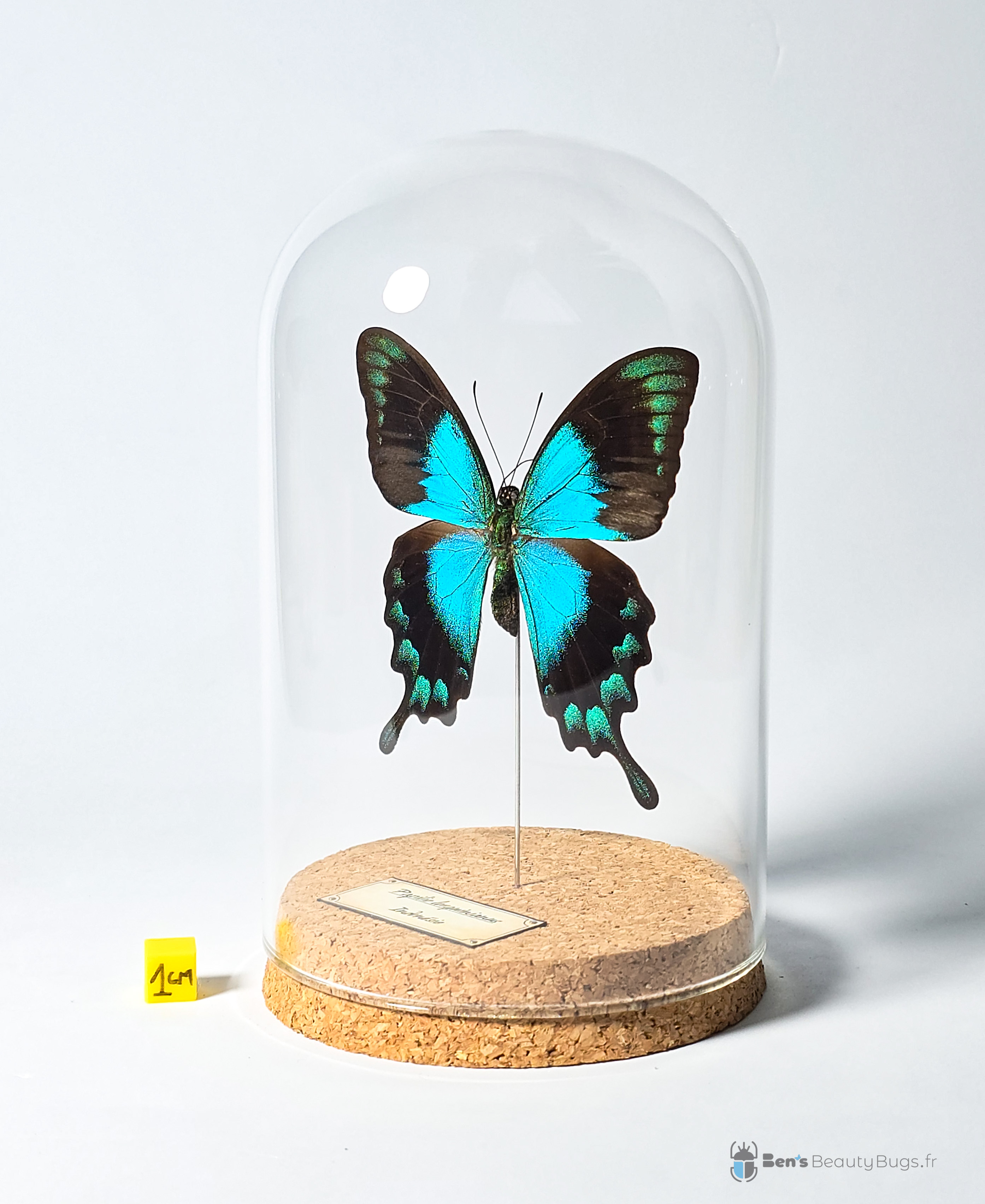 Papilio lorquinianus