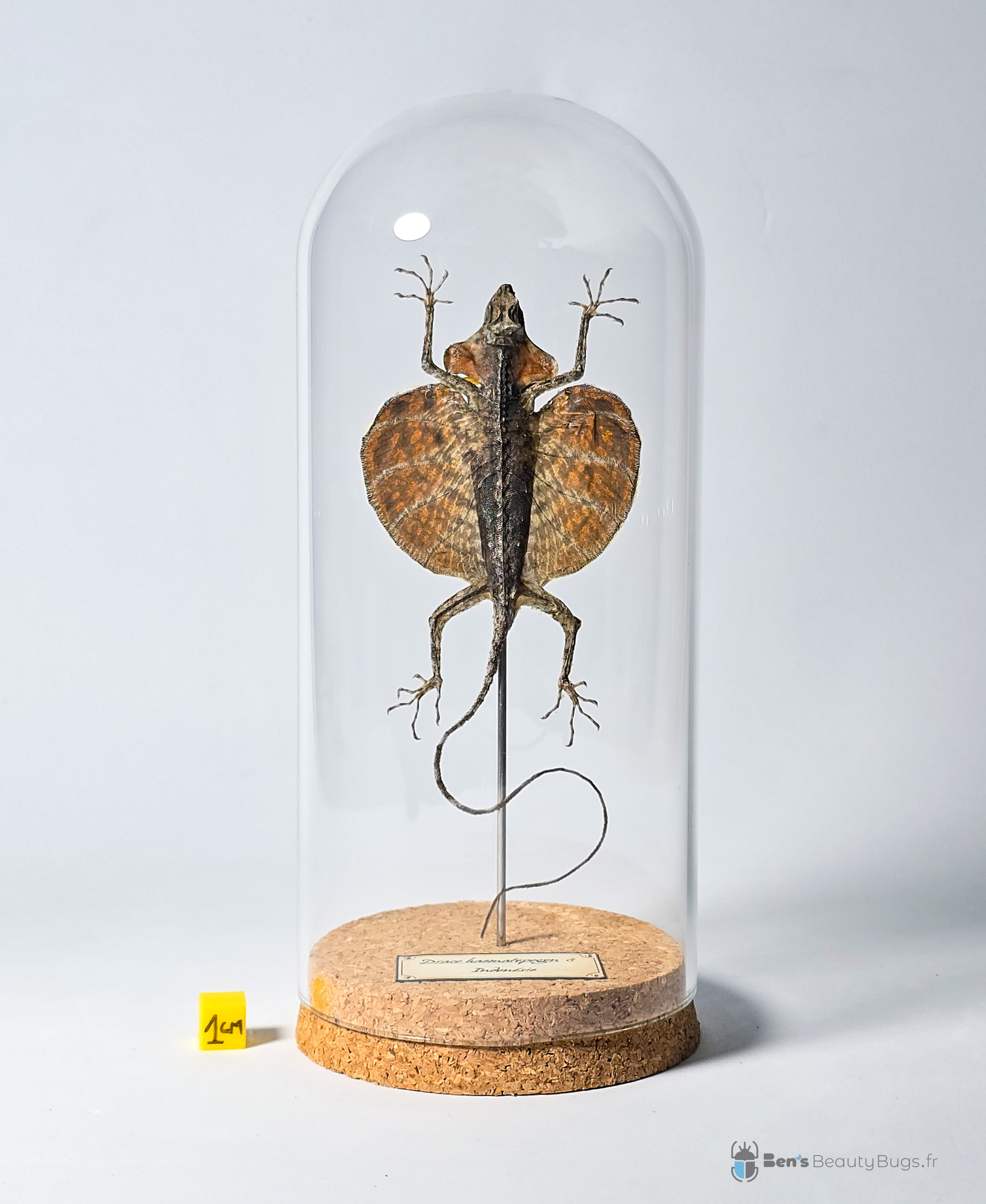 Draco haematopogon (Mâle)