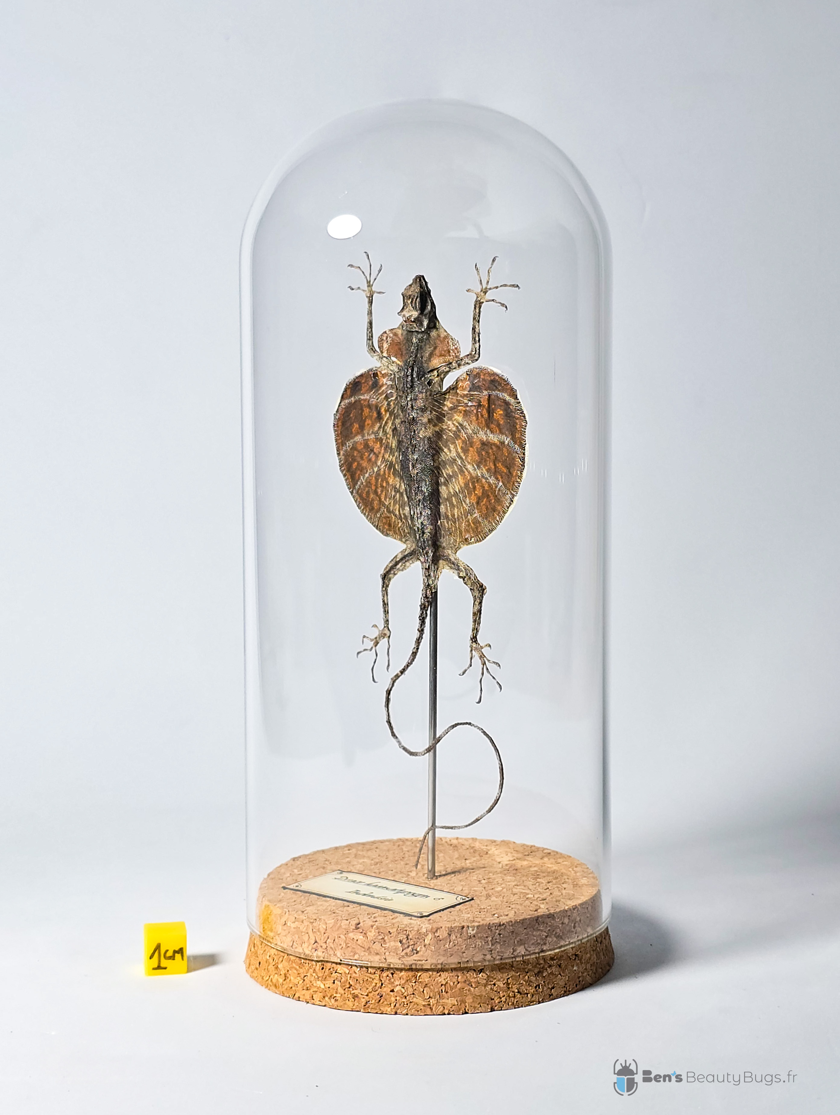 Draco haematopogon (Mâle)