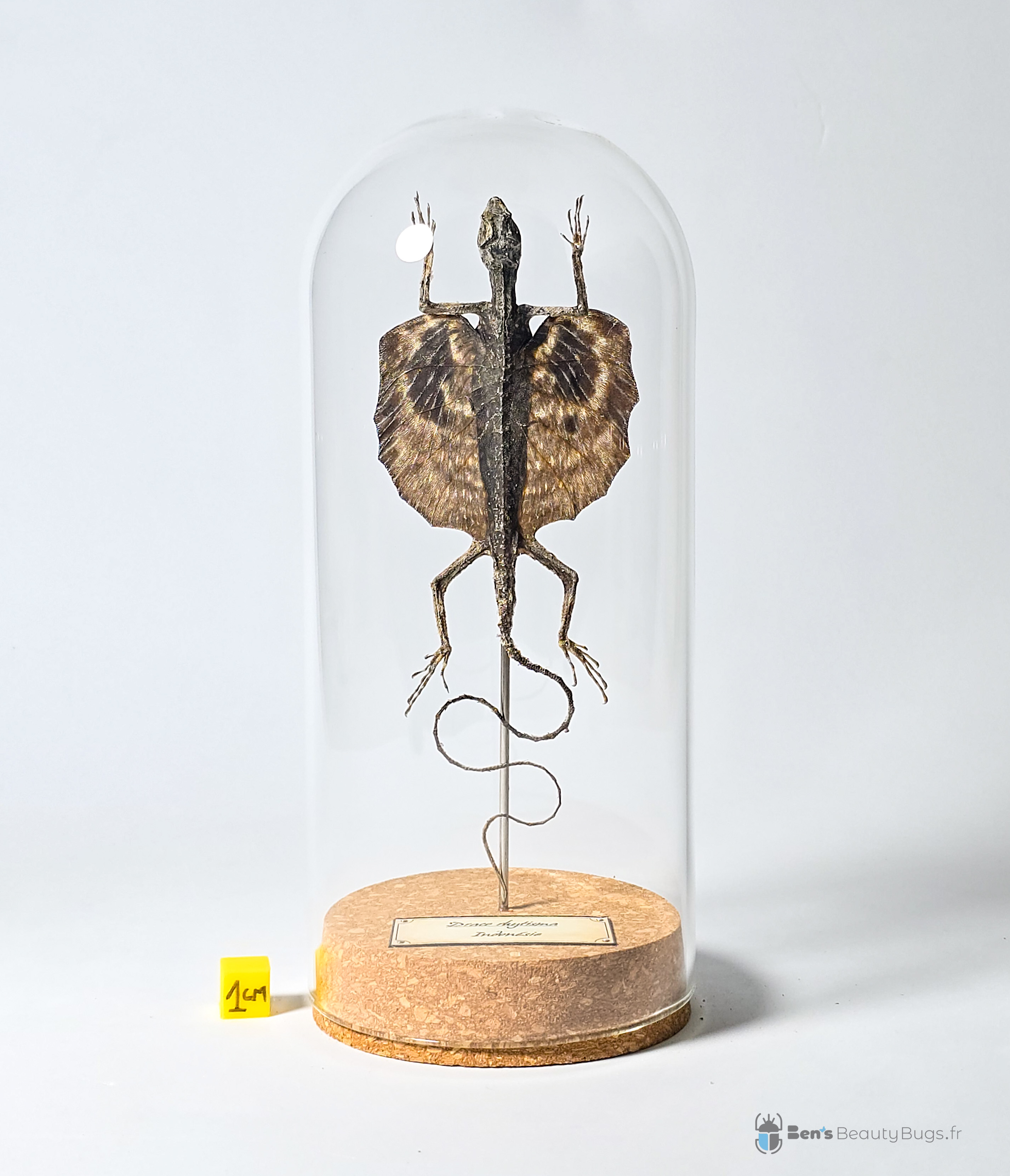 Draco rhytisma