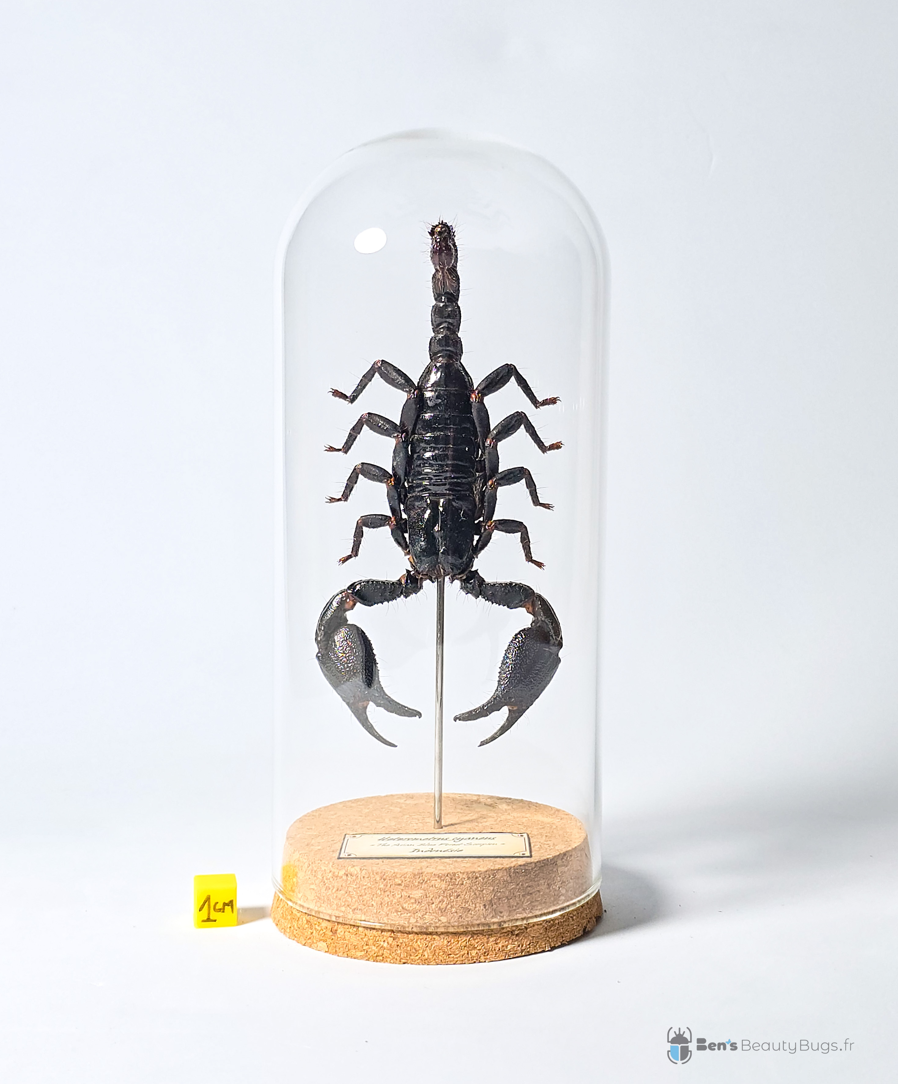 Heterometrus cyaneus