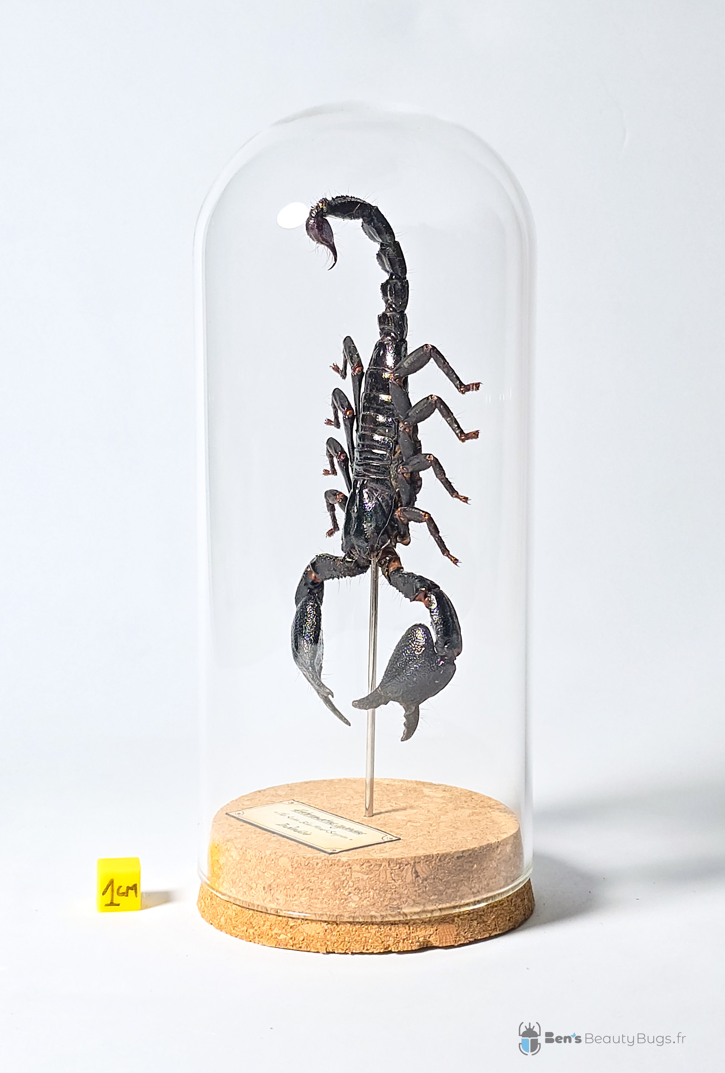 Heterometrus cyaneus