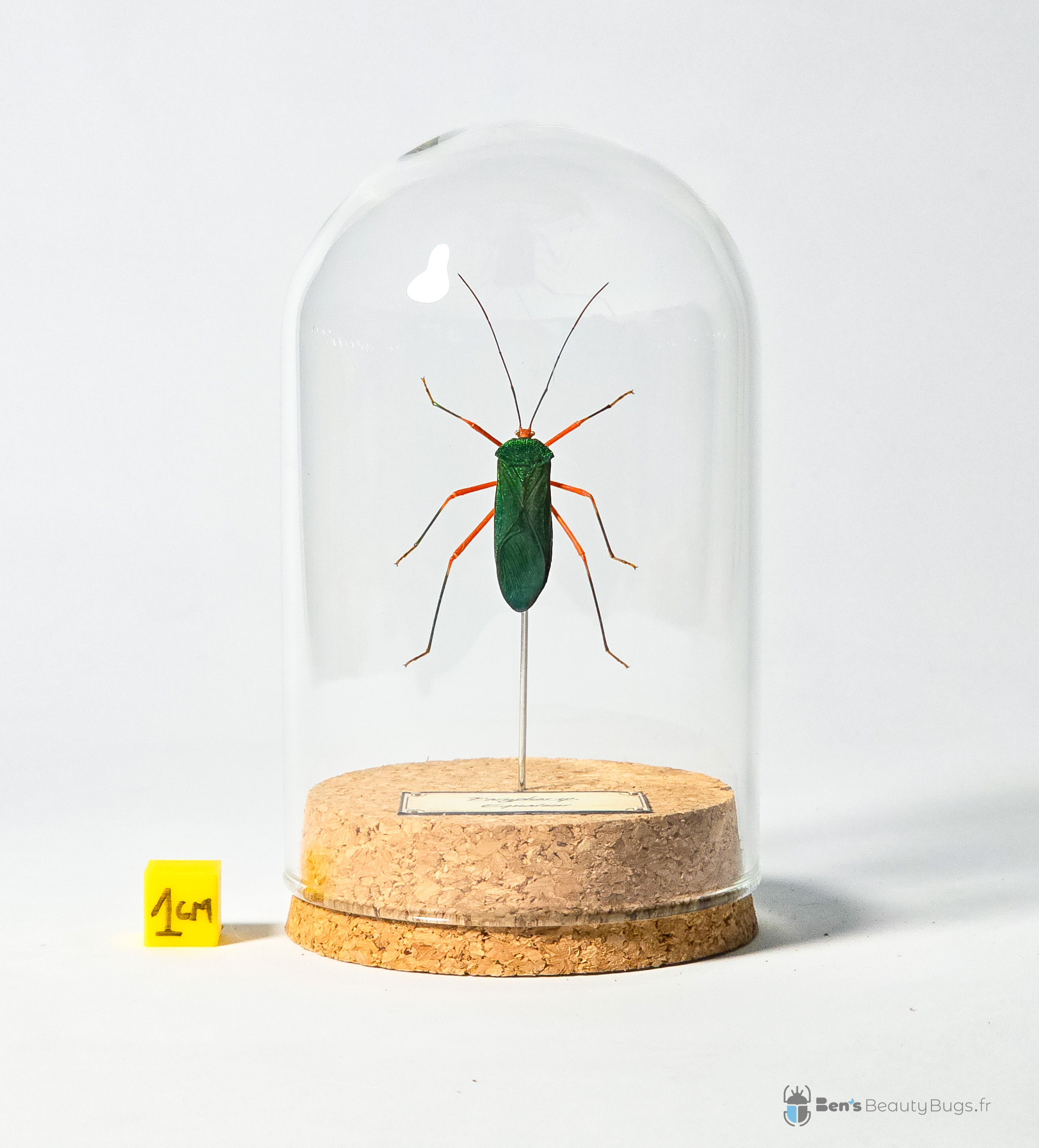 Paryphes sp.