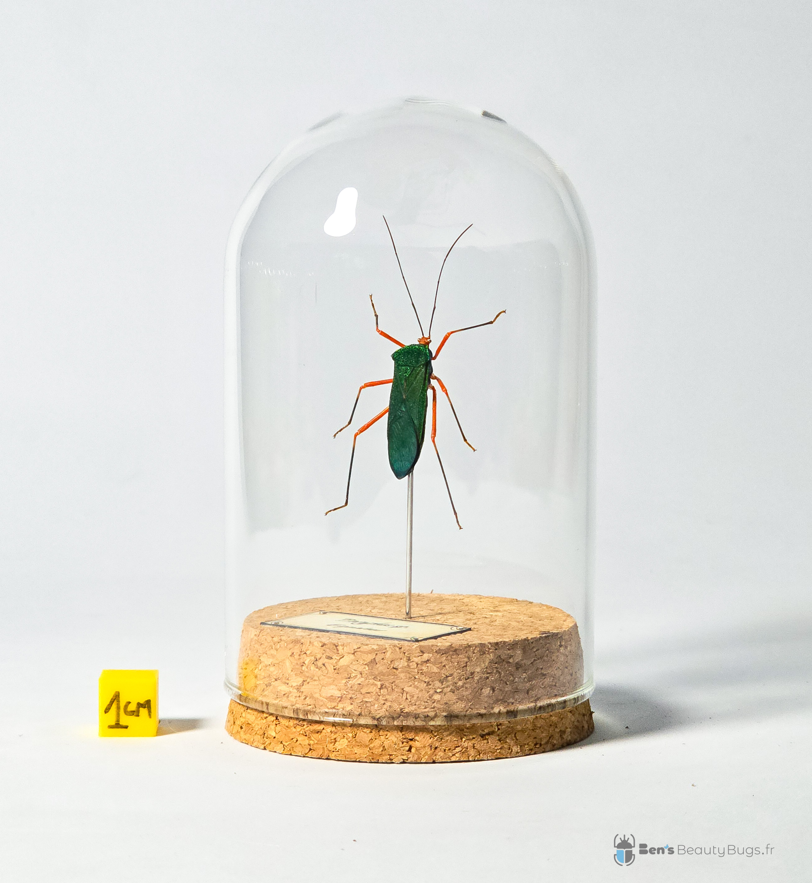 Paryphes sp.