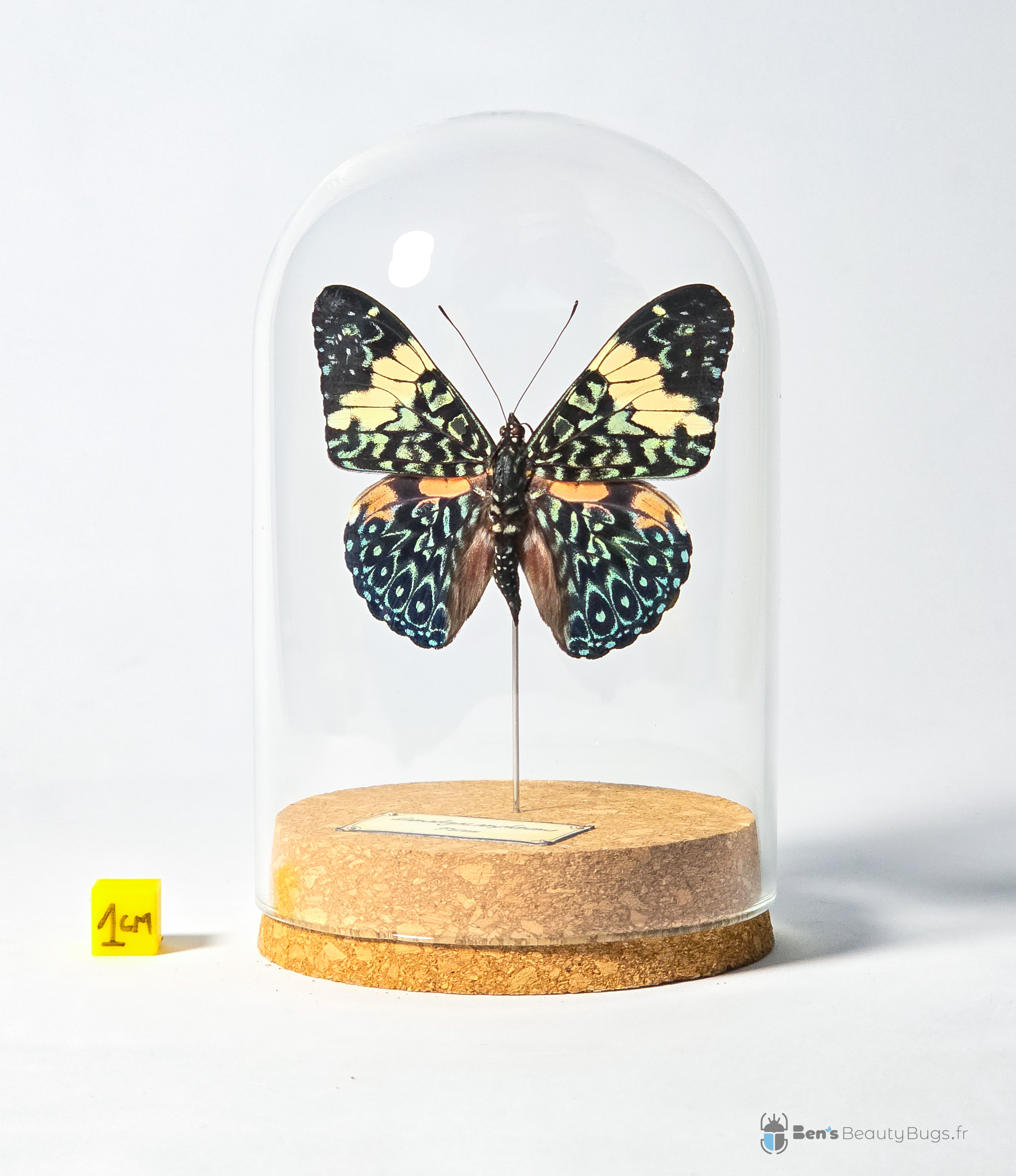 Hamadryas amphinome