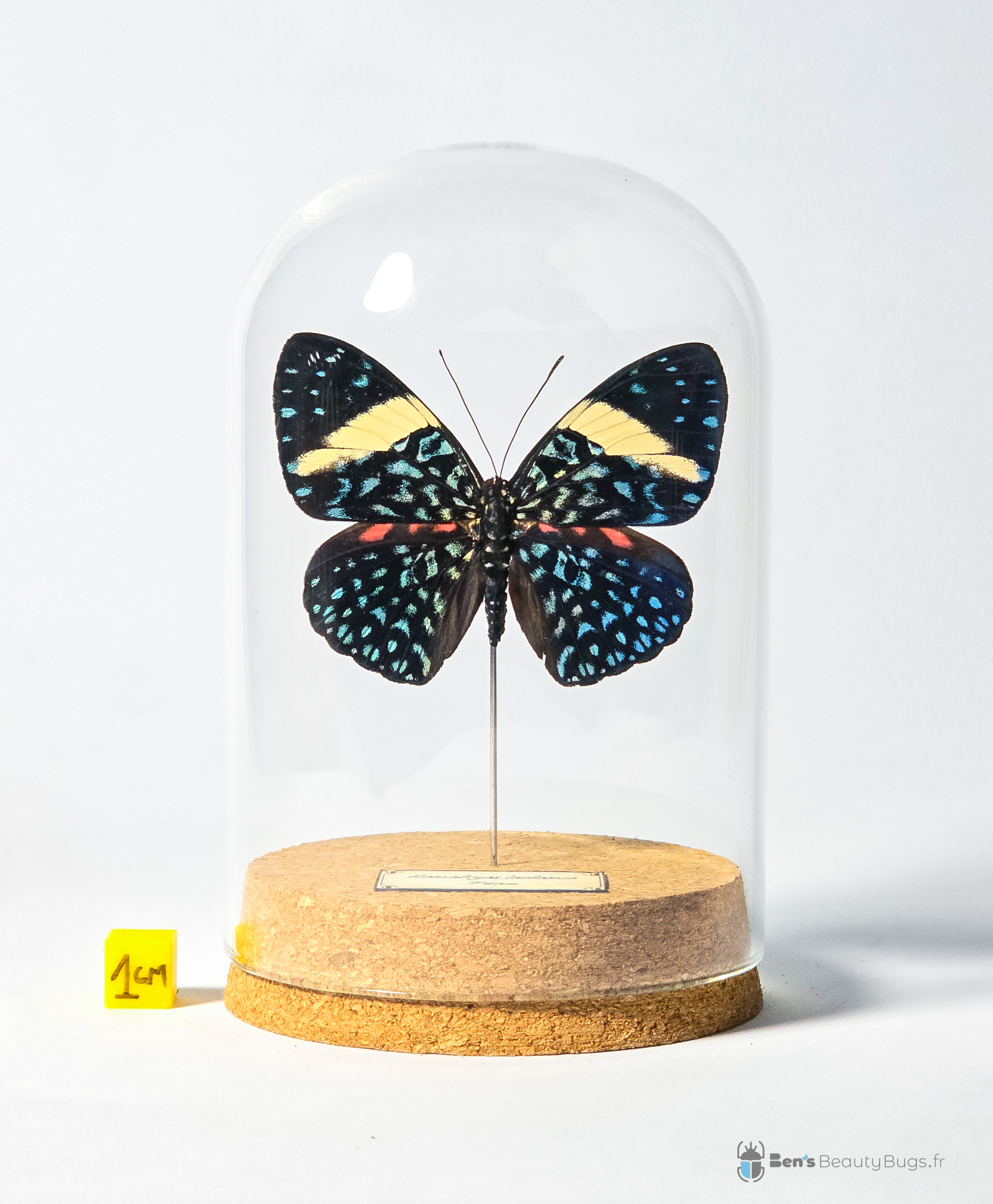 Hamadryas laodamia