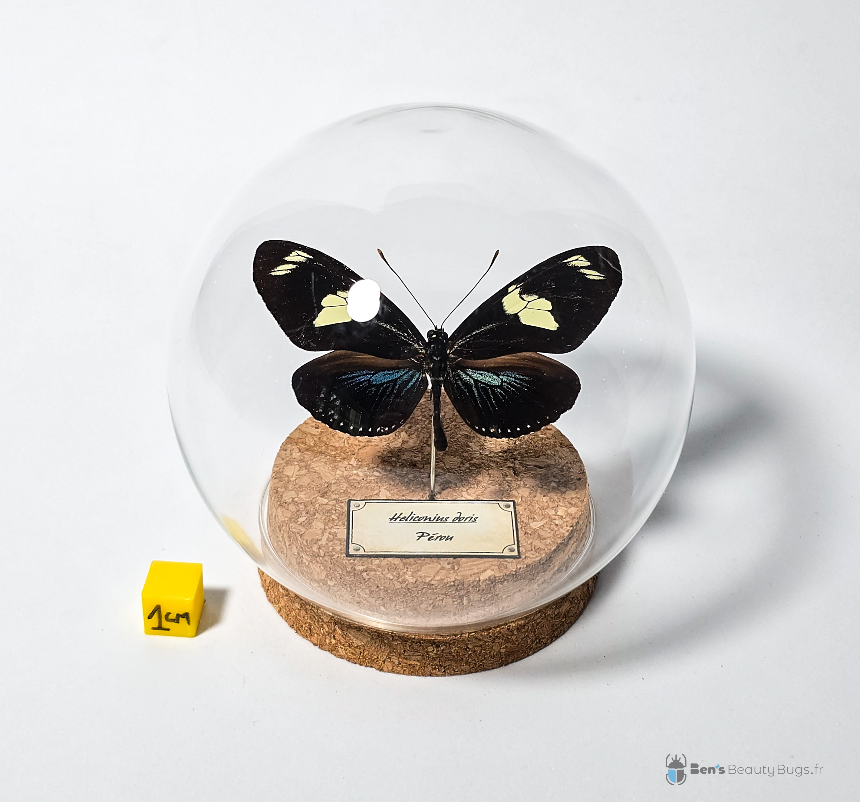 Heliconius doris