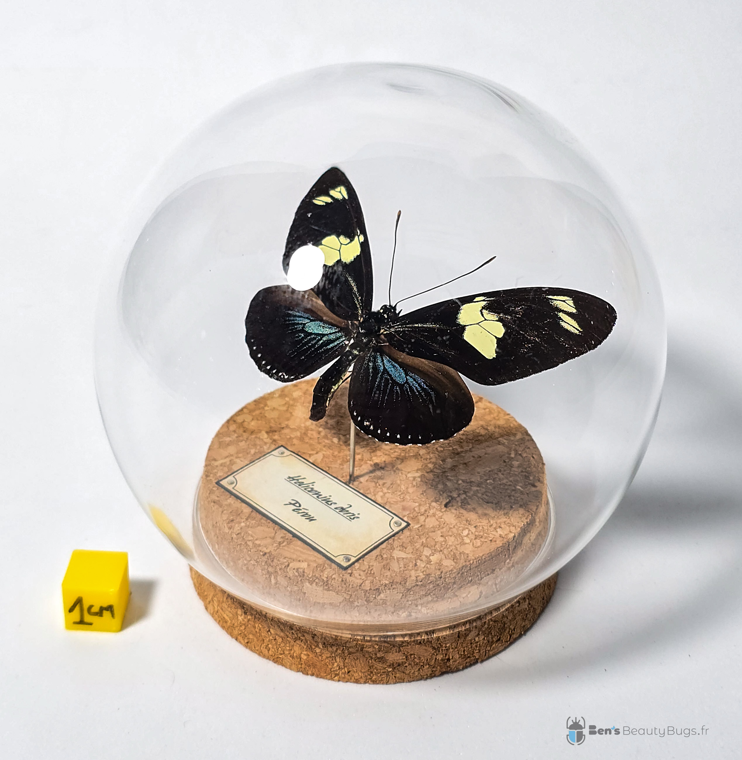 Heliconius doris
