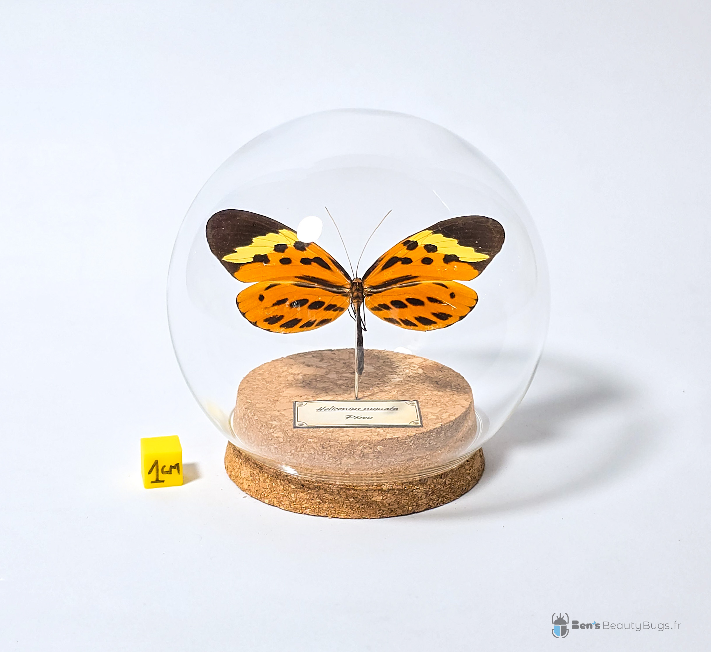 Heliconius numata
