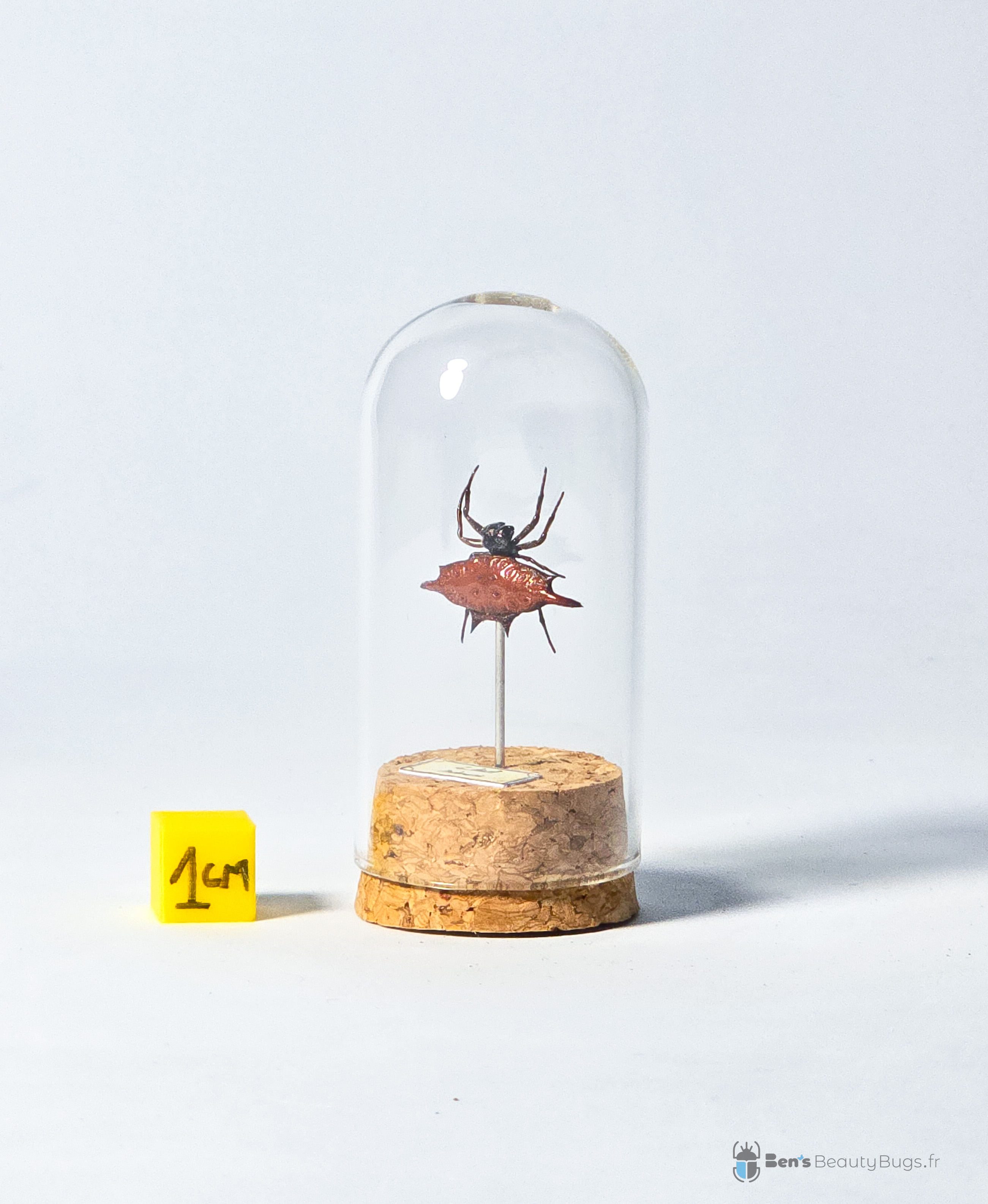 Gasteracantha diardi