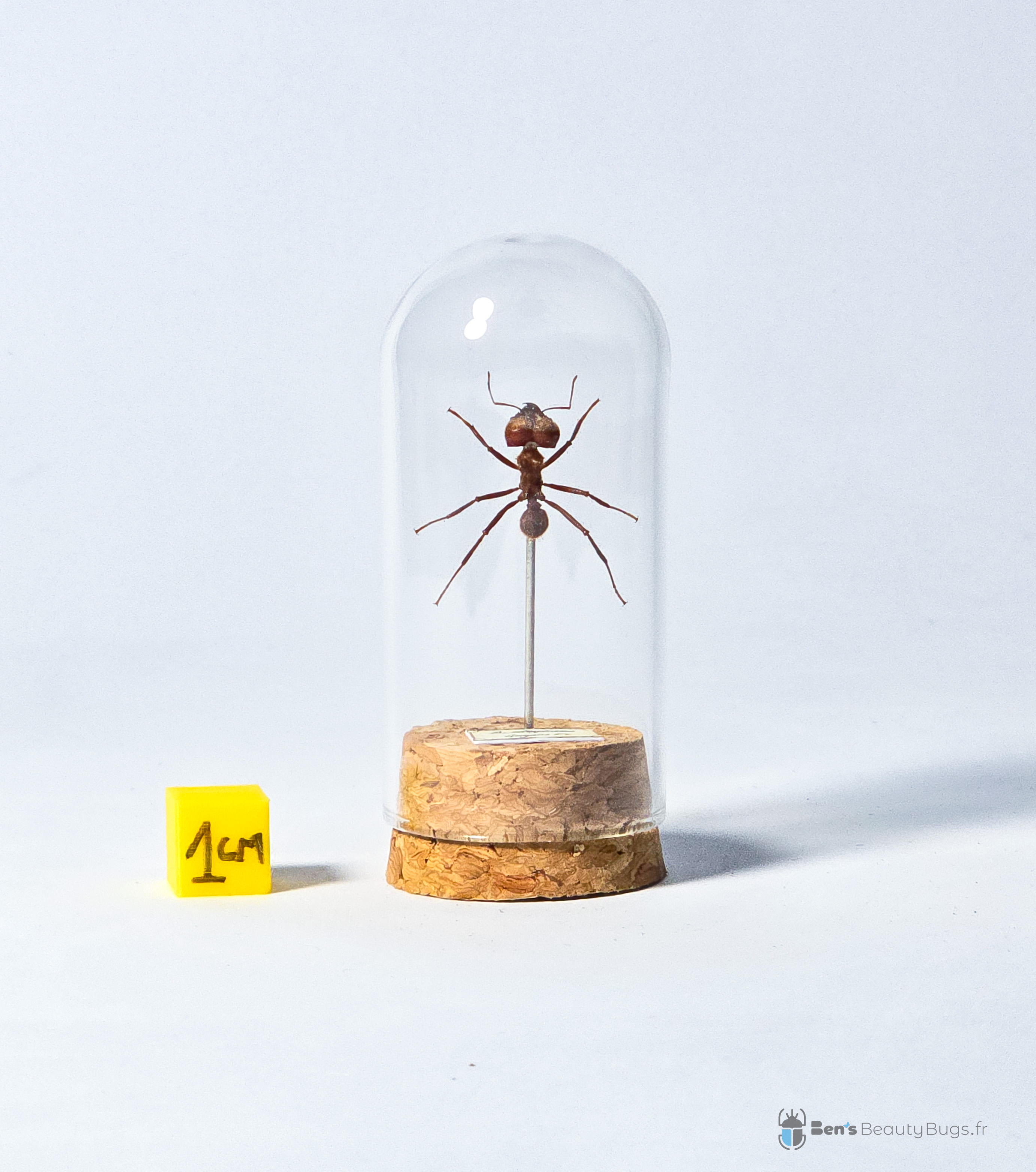 Acromyrmex octospinosus
