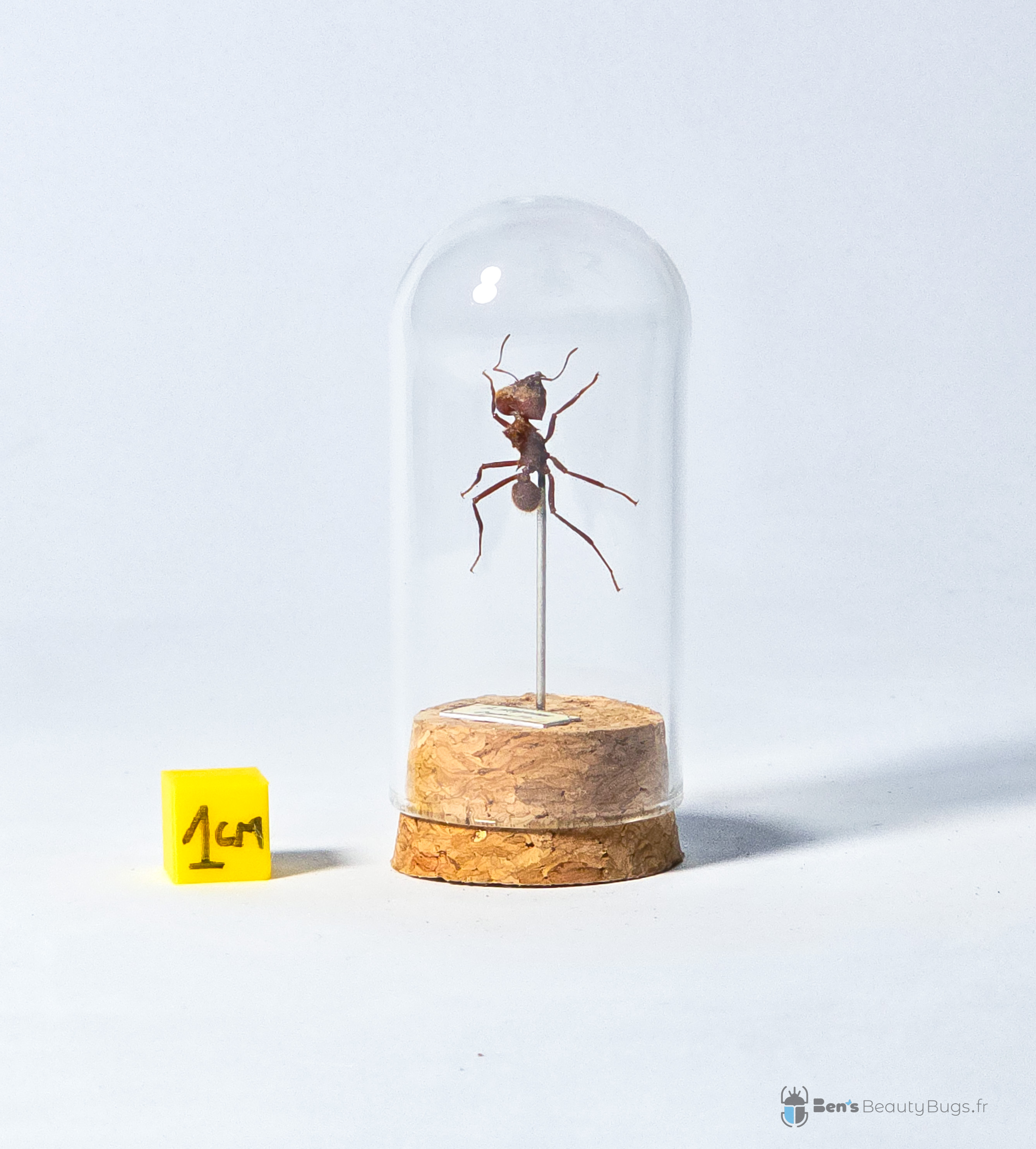 Acromyrmex octospinosus