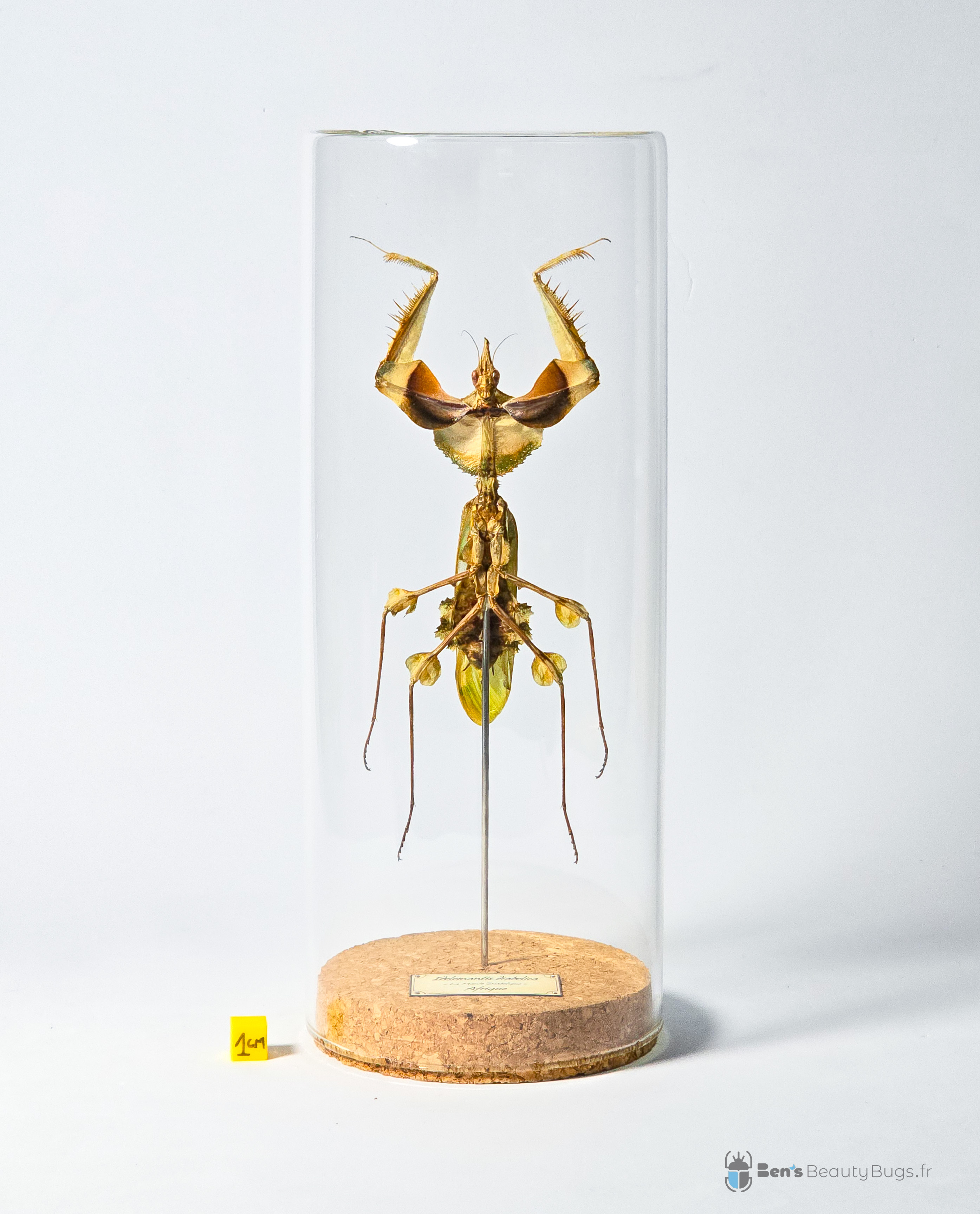 Idolomantis diabolica