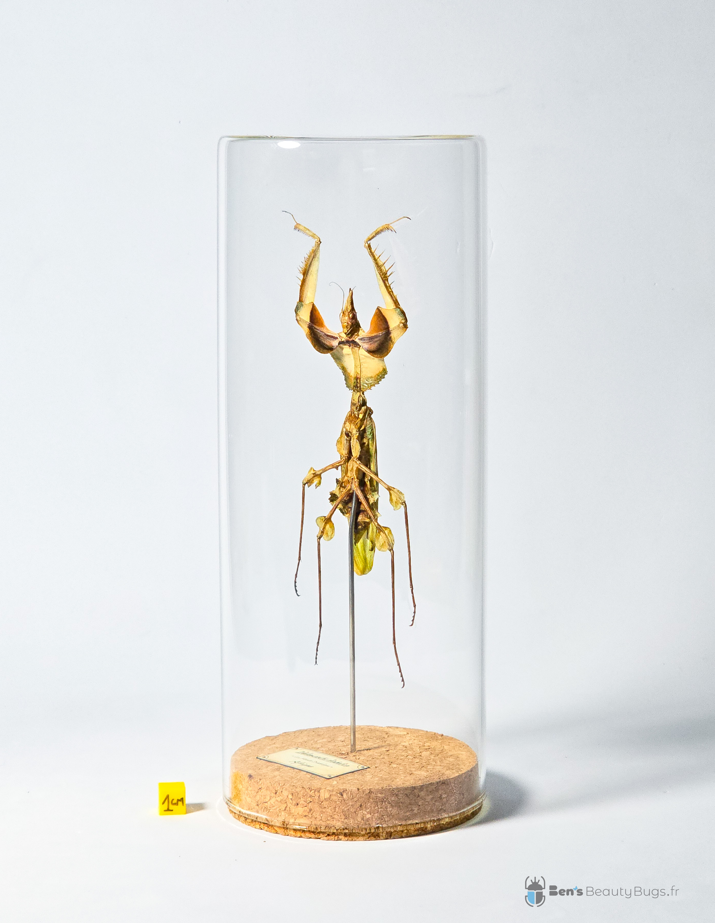 Idolomantis diabolica