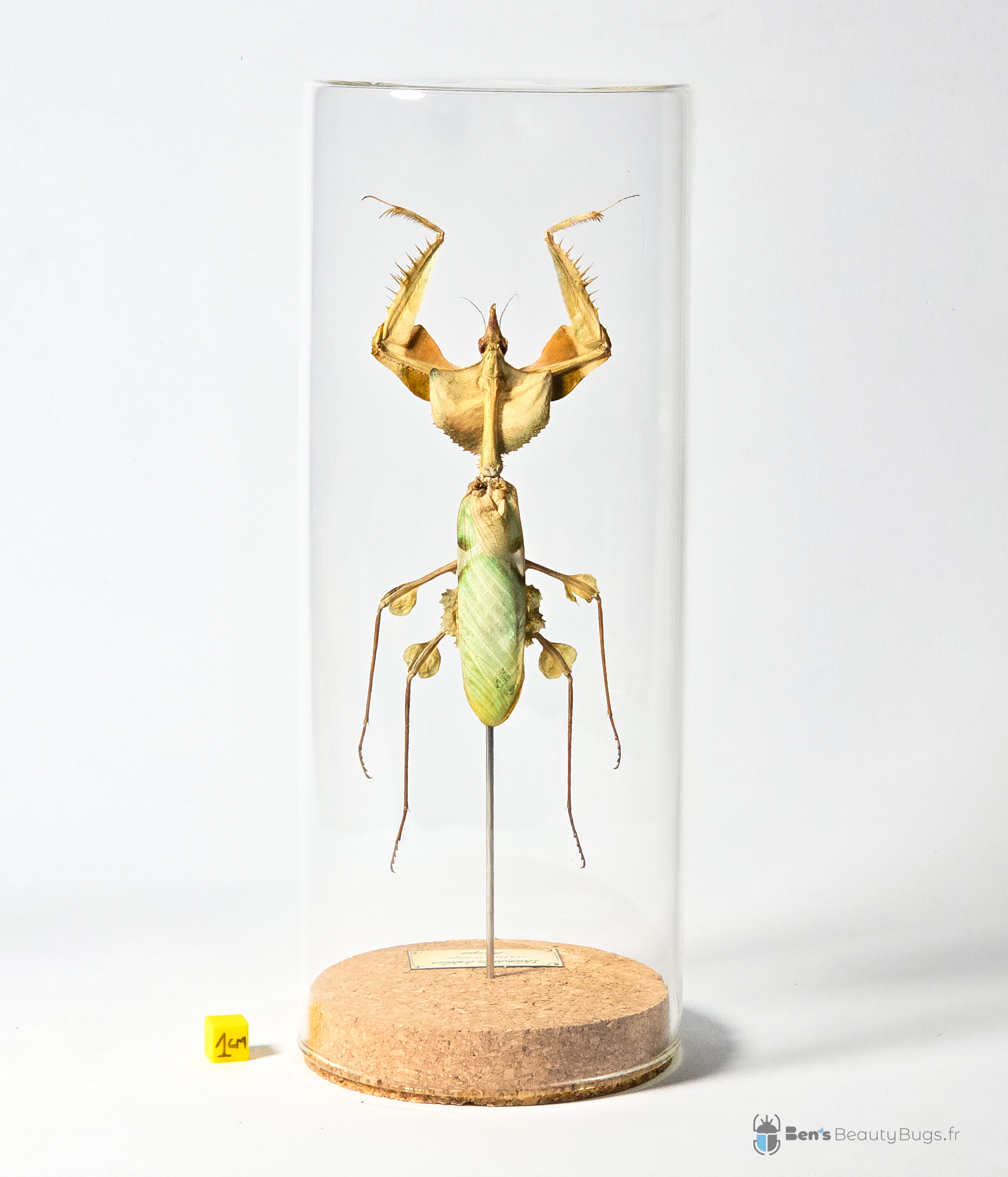 Idolomantis diabolica