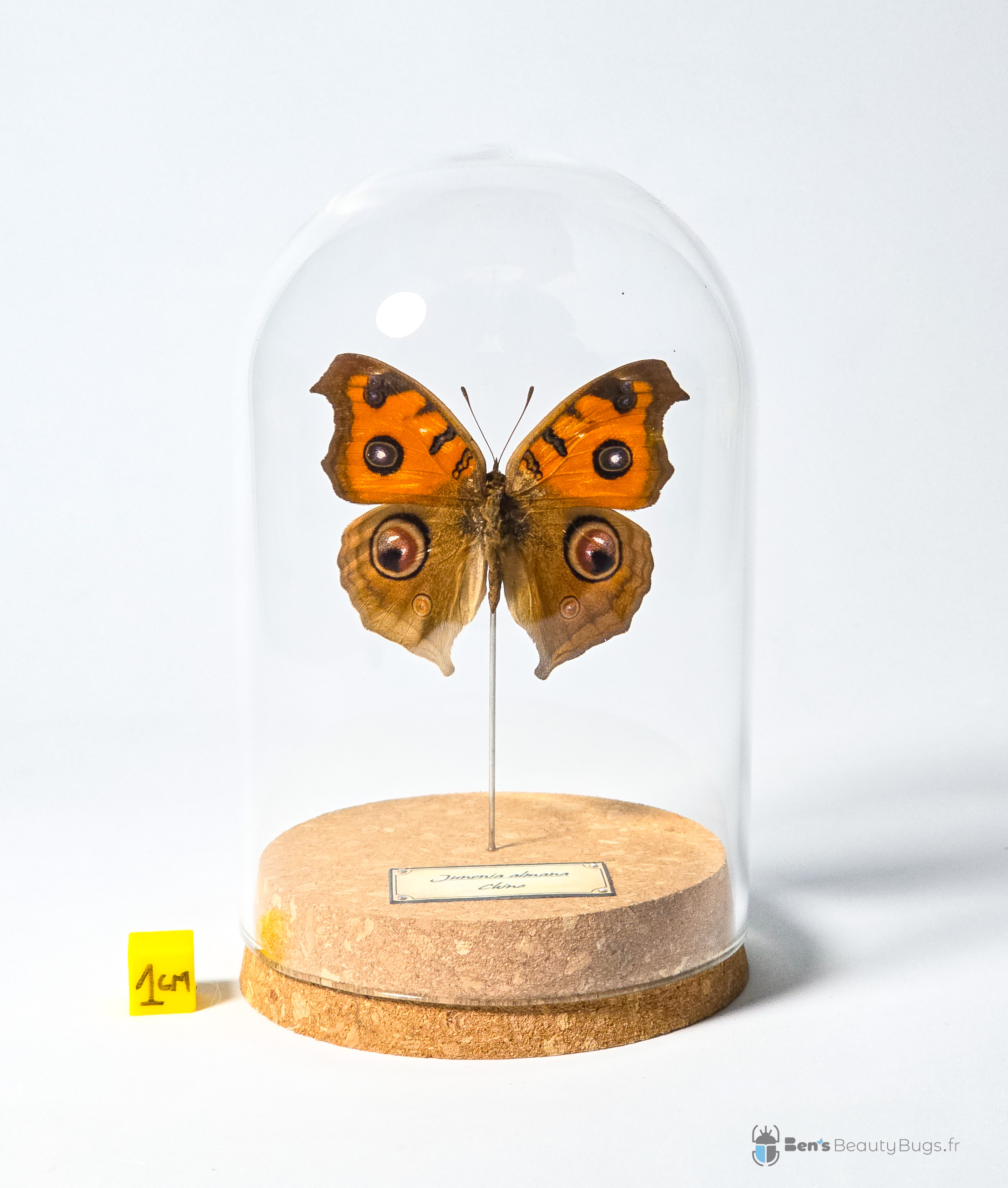 Junonia almana