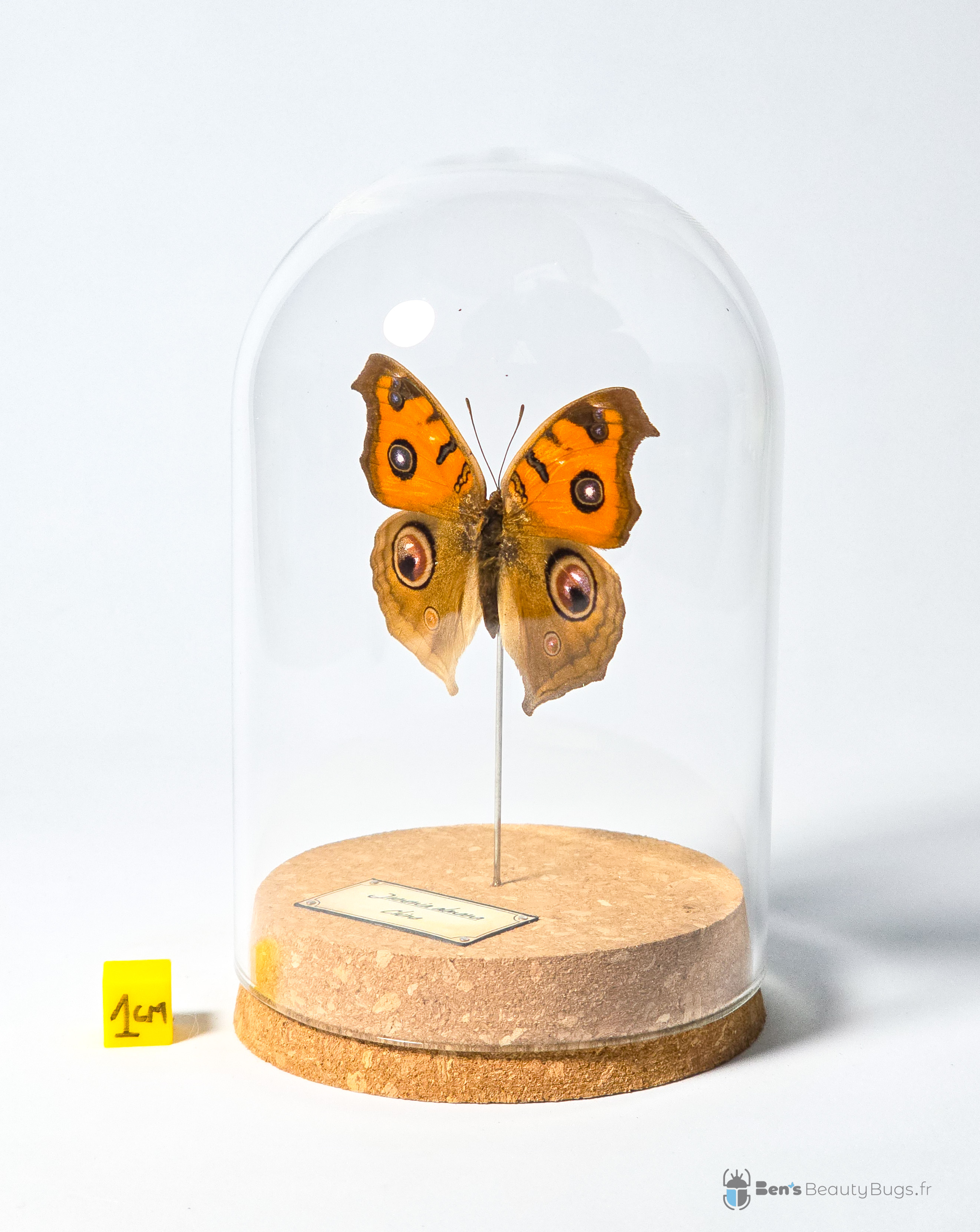 Junonia almana