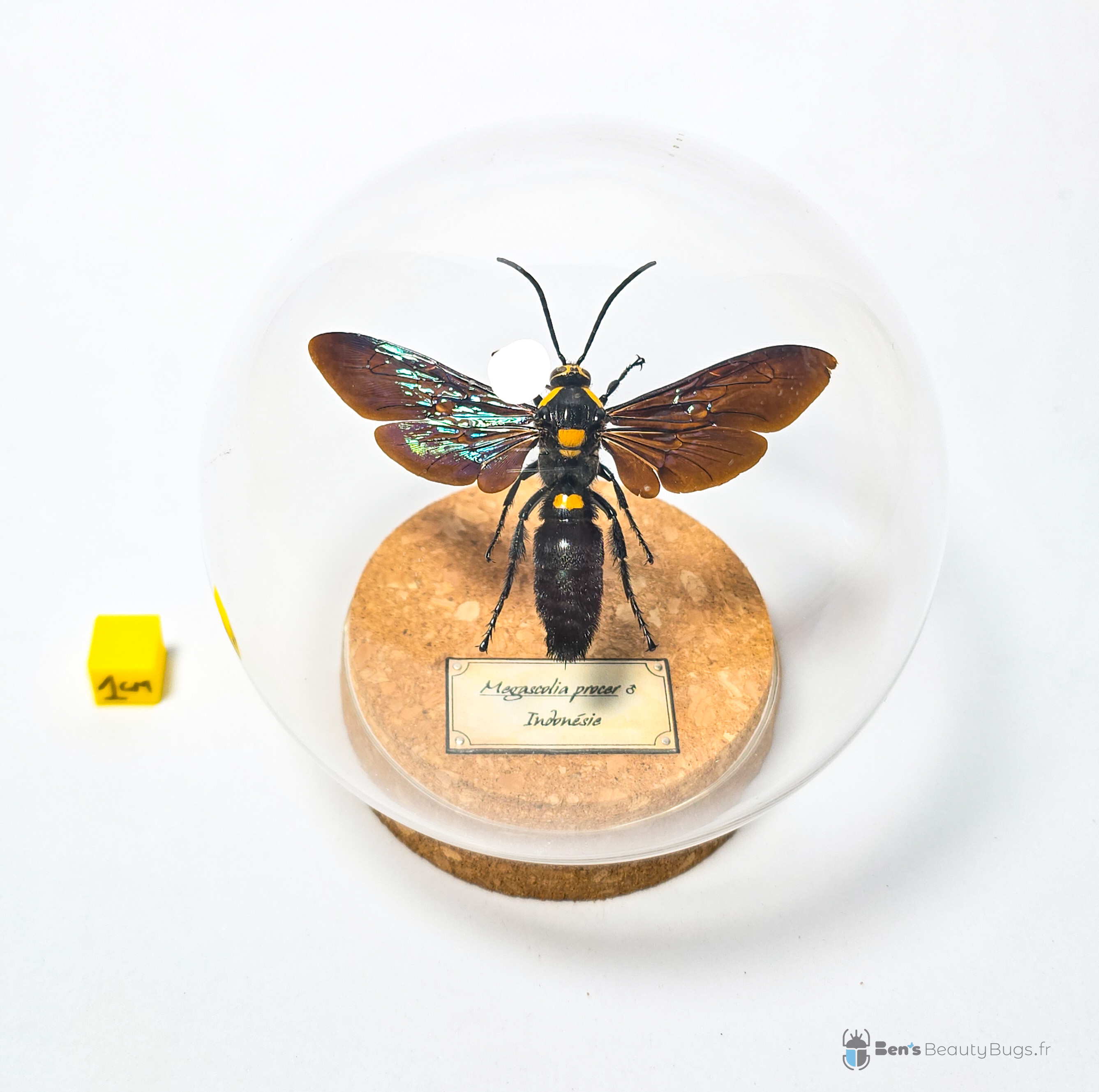 Megascolia procer