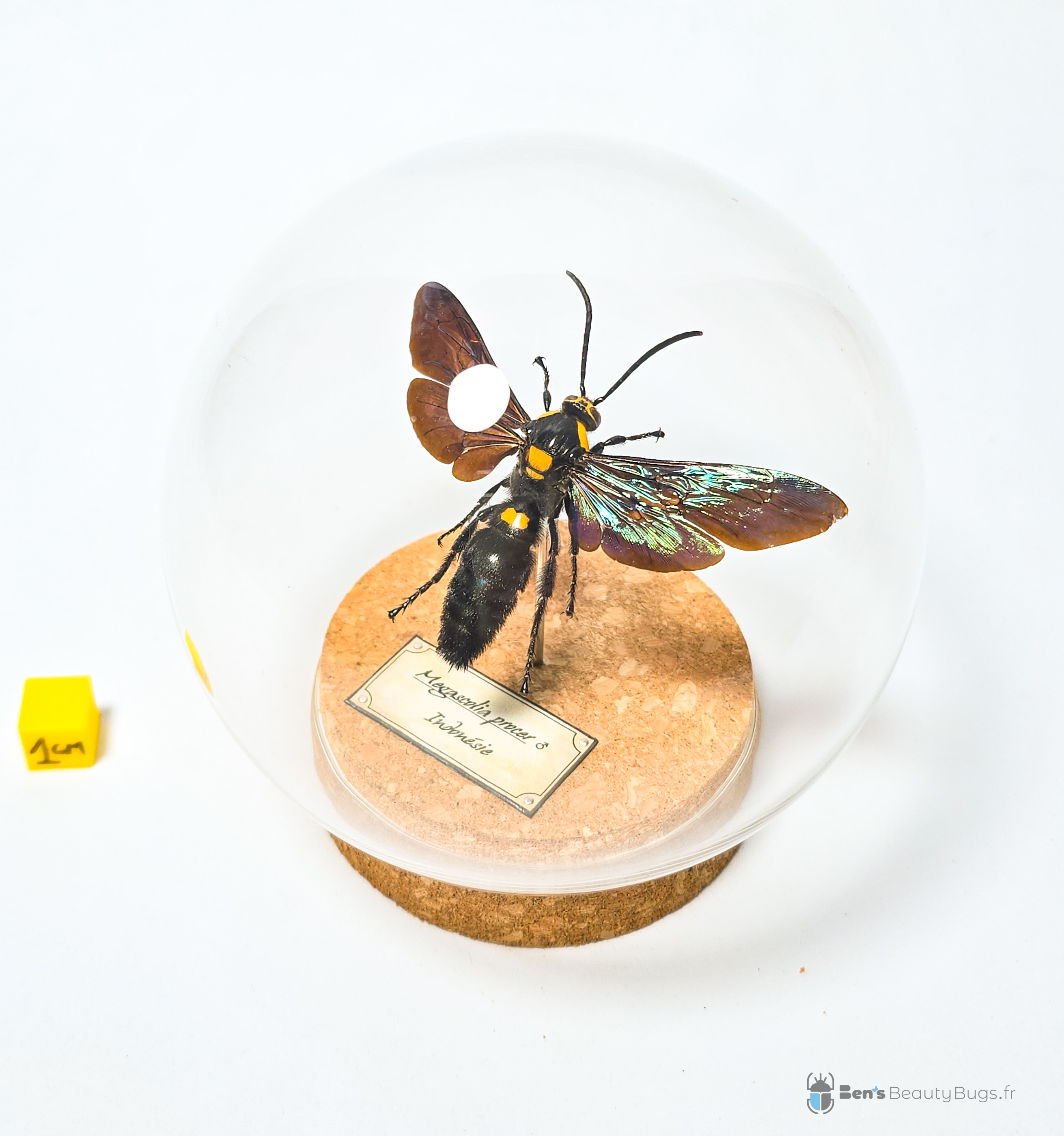 Megascolia procer