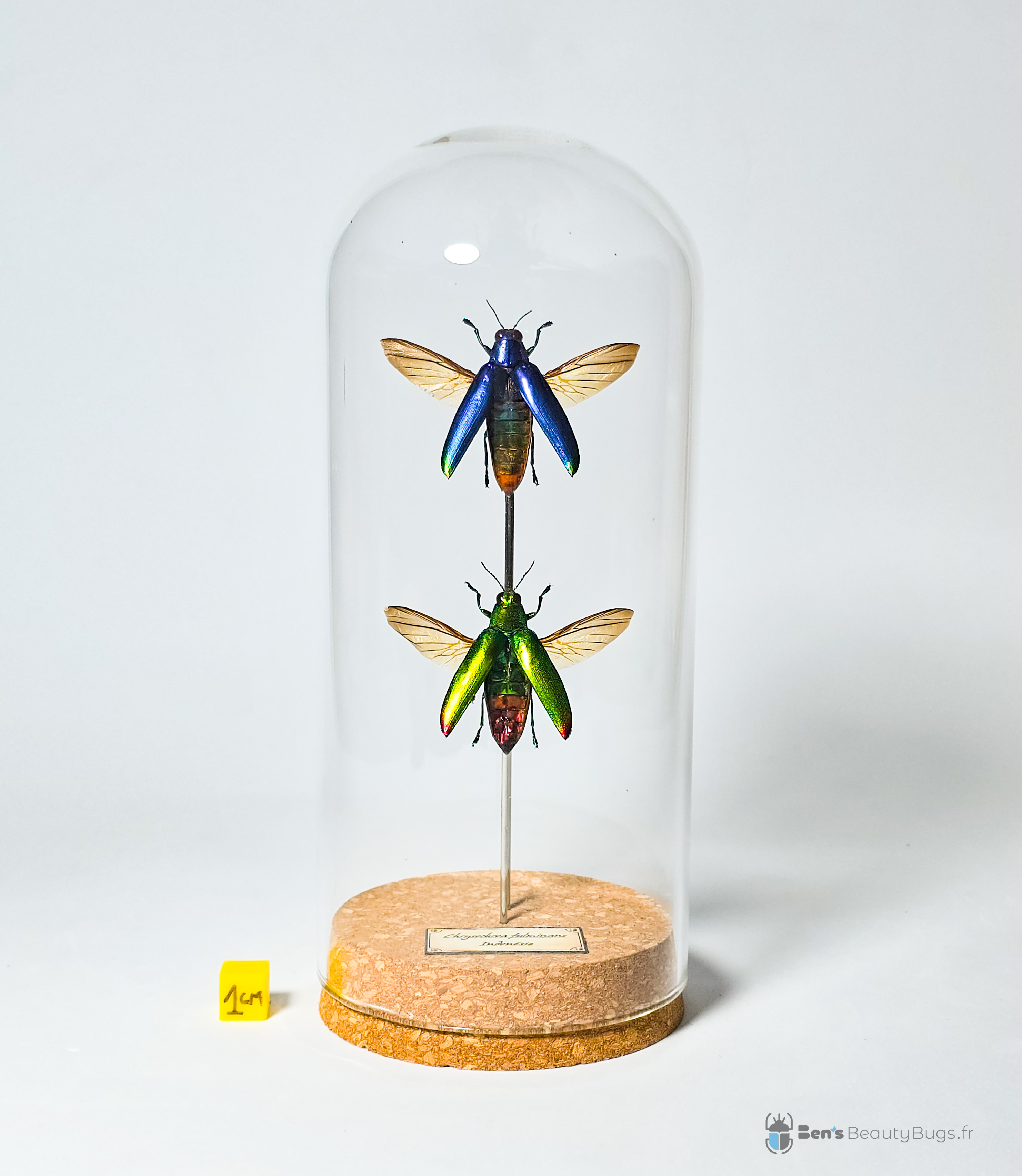 Chrysochroa fulminans (duo)