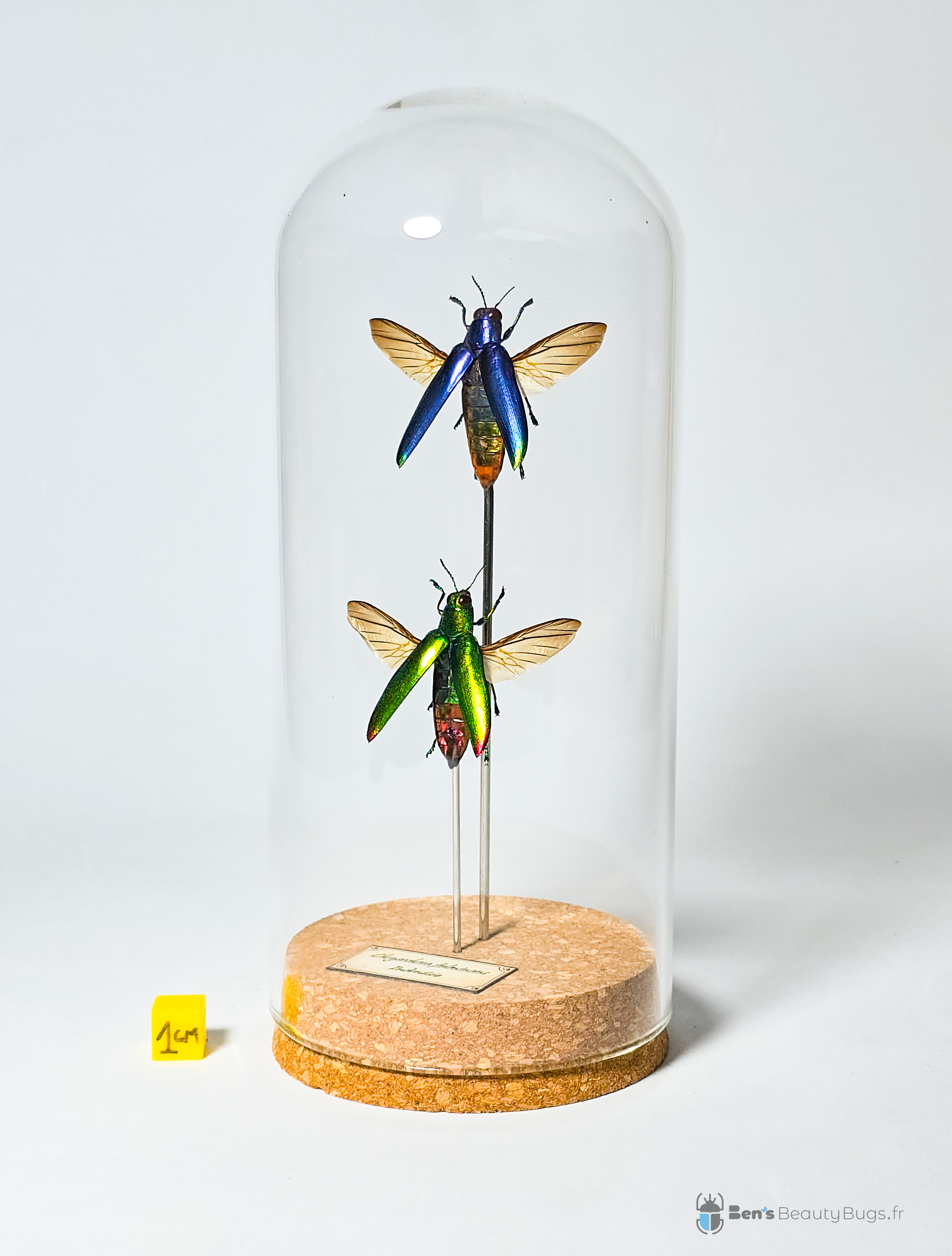 Chrysochroa fulminans (duo)