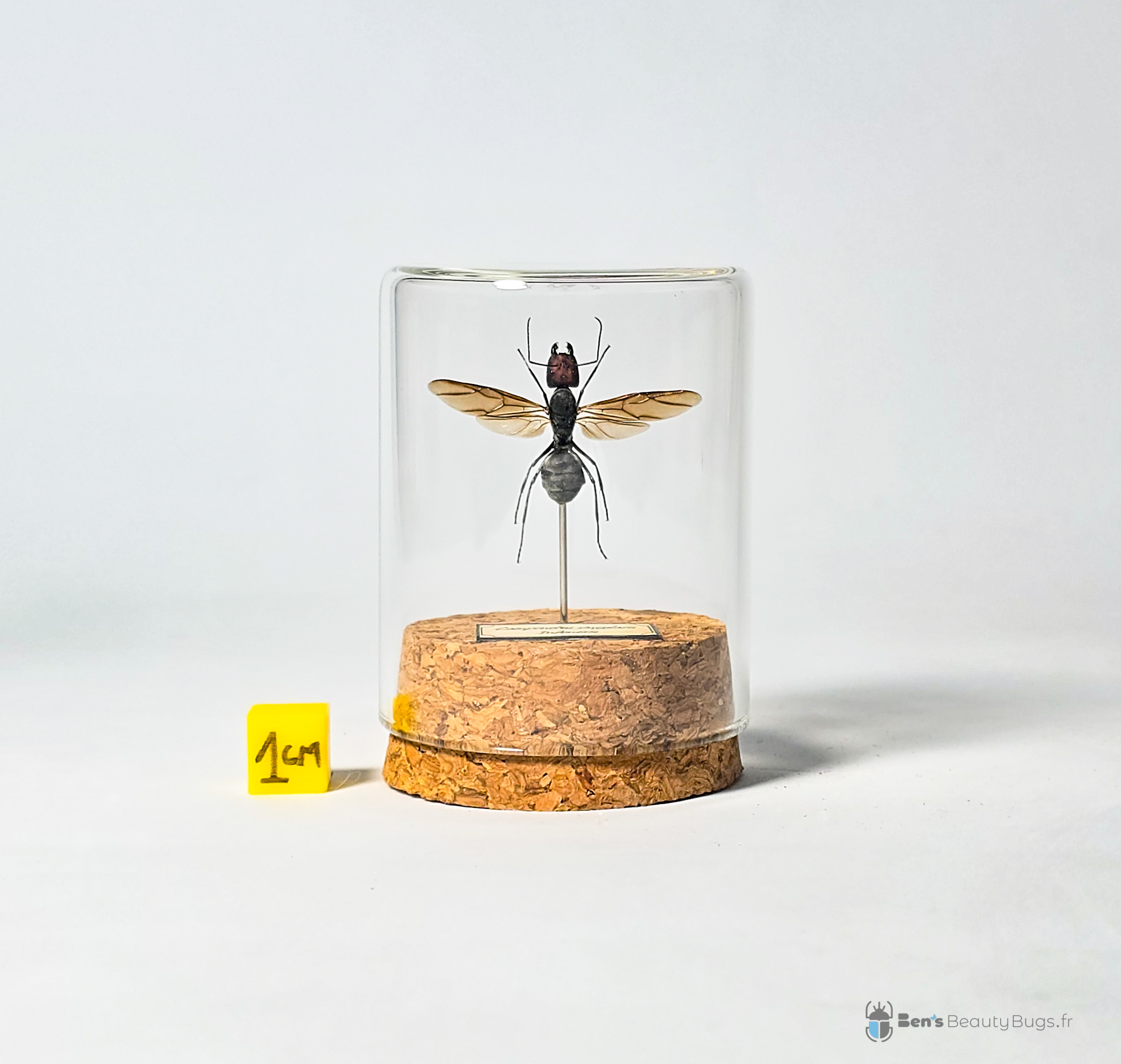Camponotus singularis
