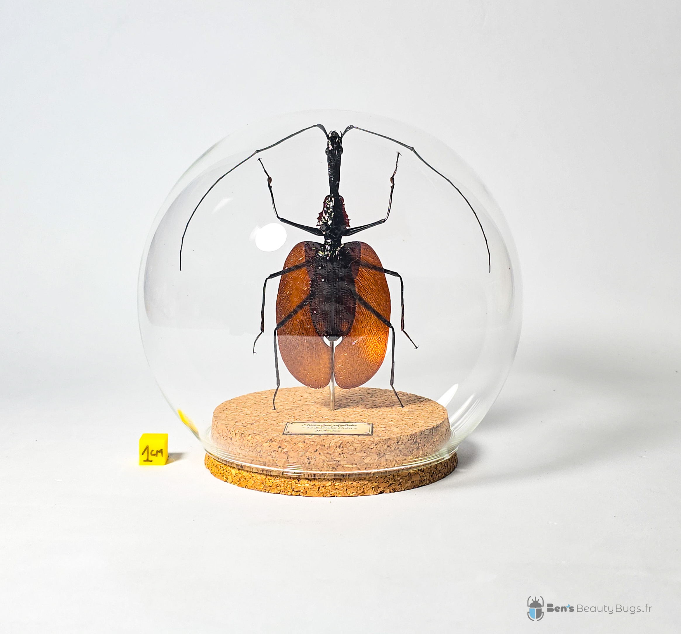 Mormolyce phyllodes