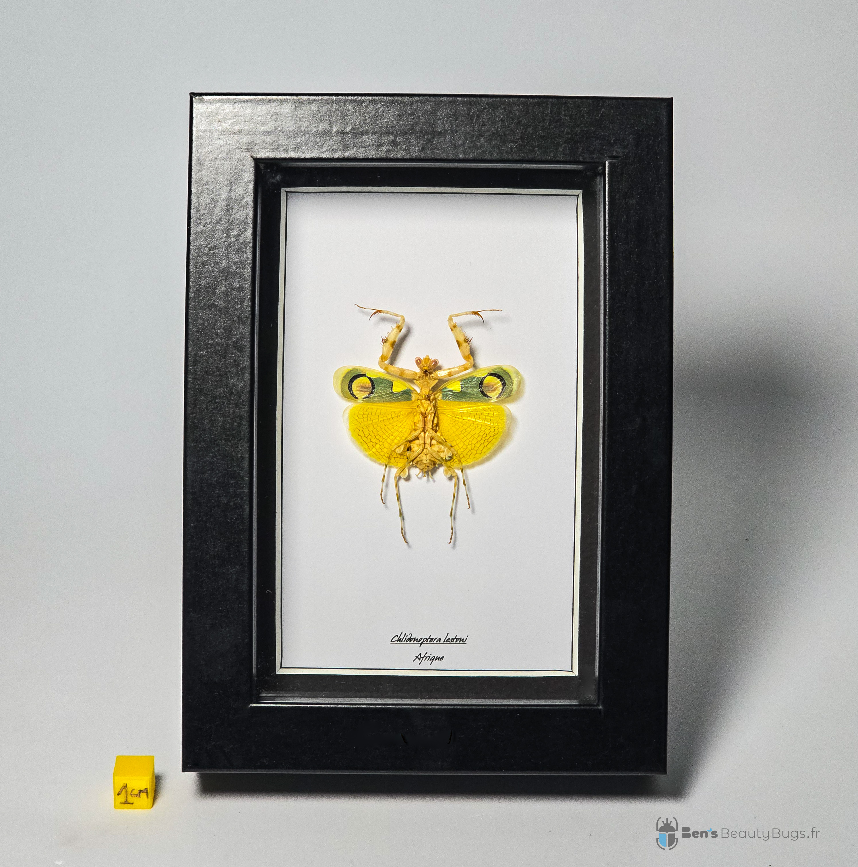 Chlidonoptera lestoni