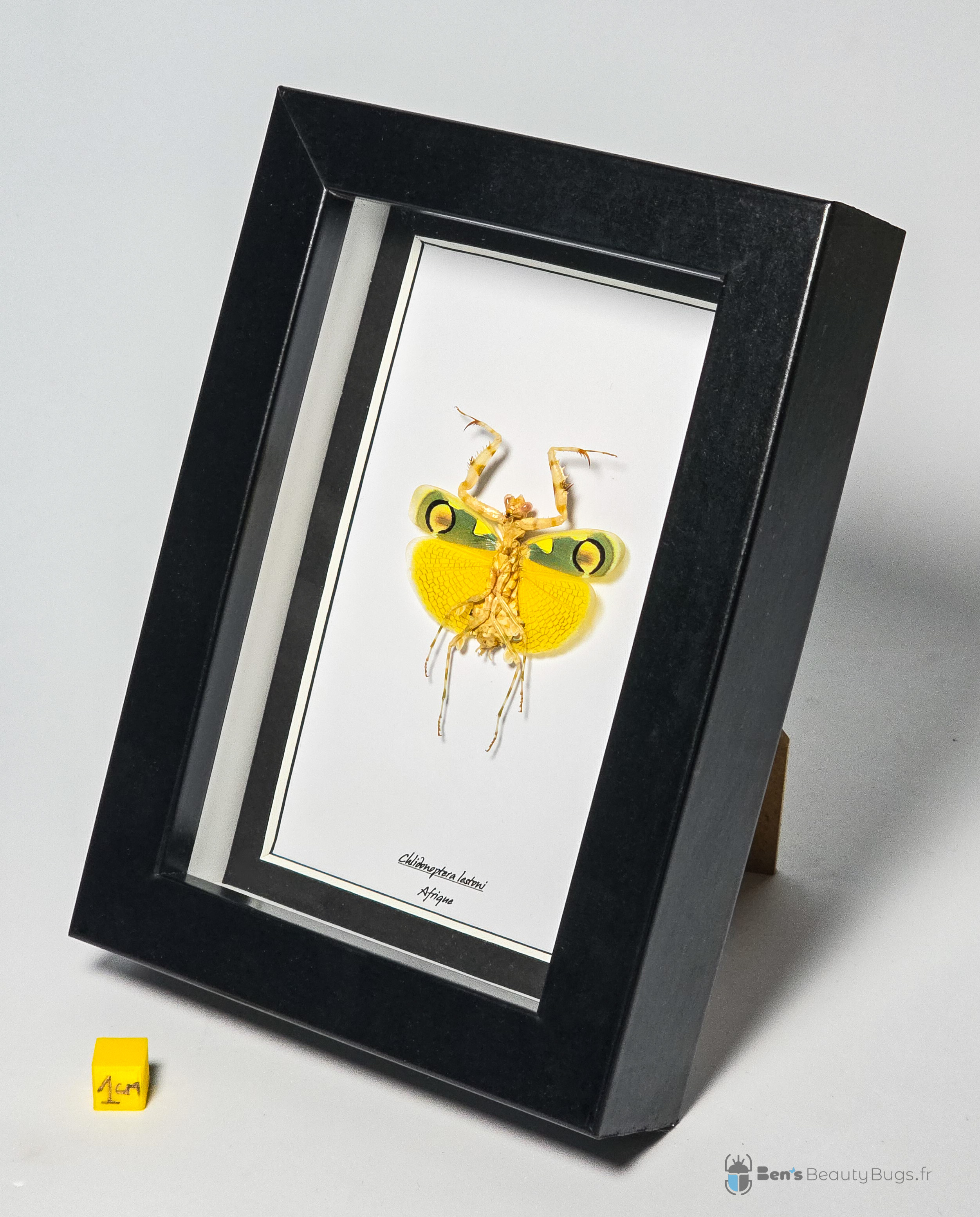 Chlidonoptera lestoni