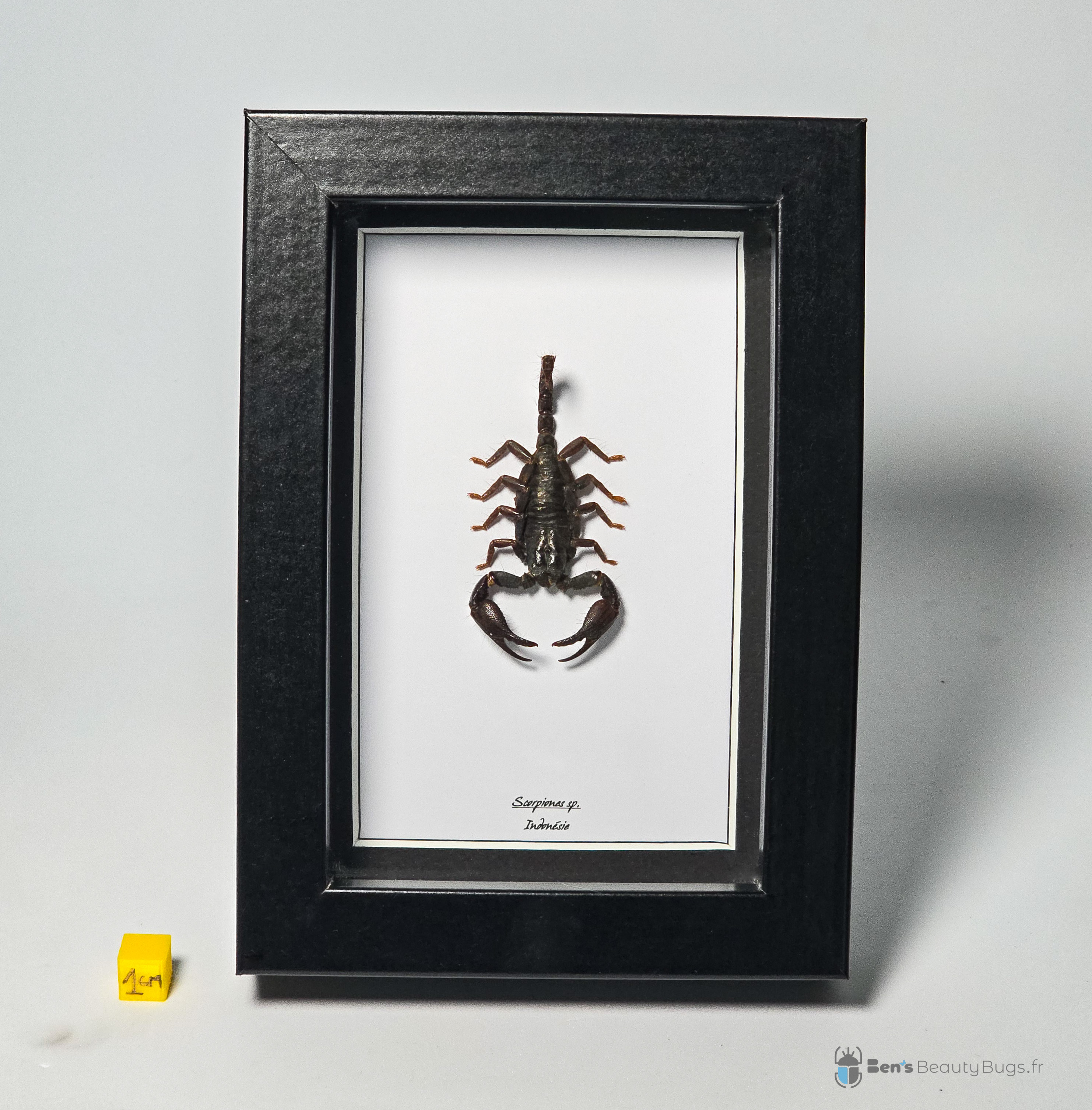 Scorpiones sp.