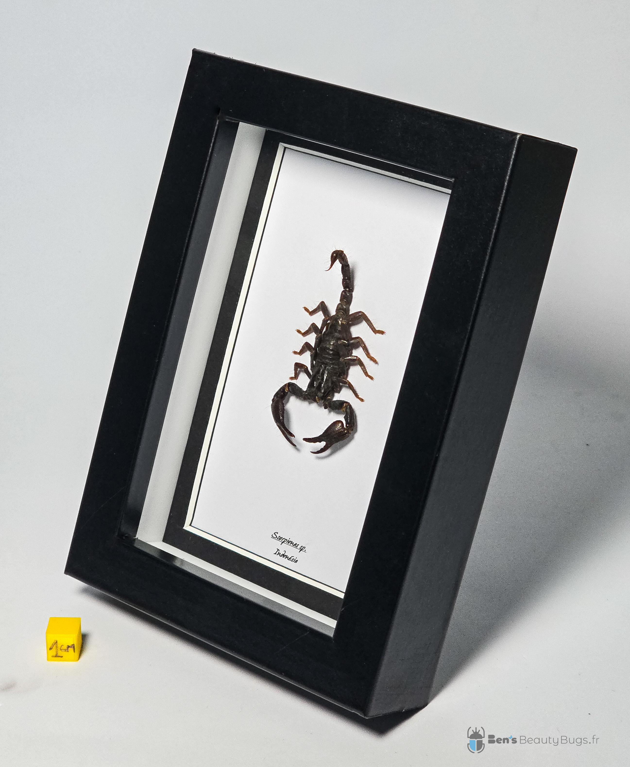 Scorpiones sp.