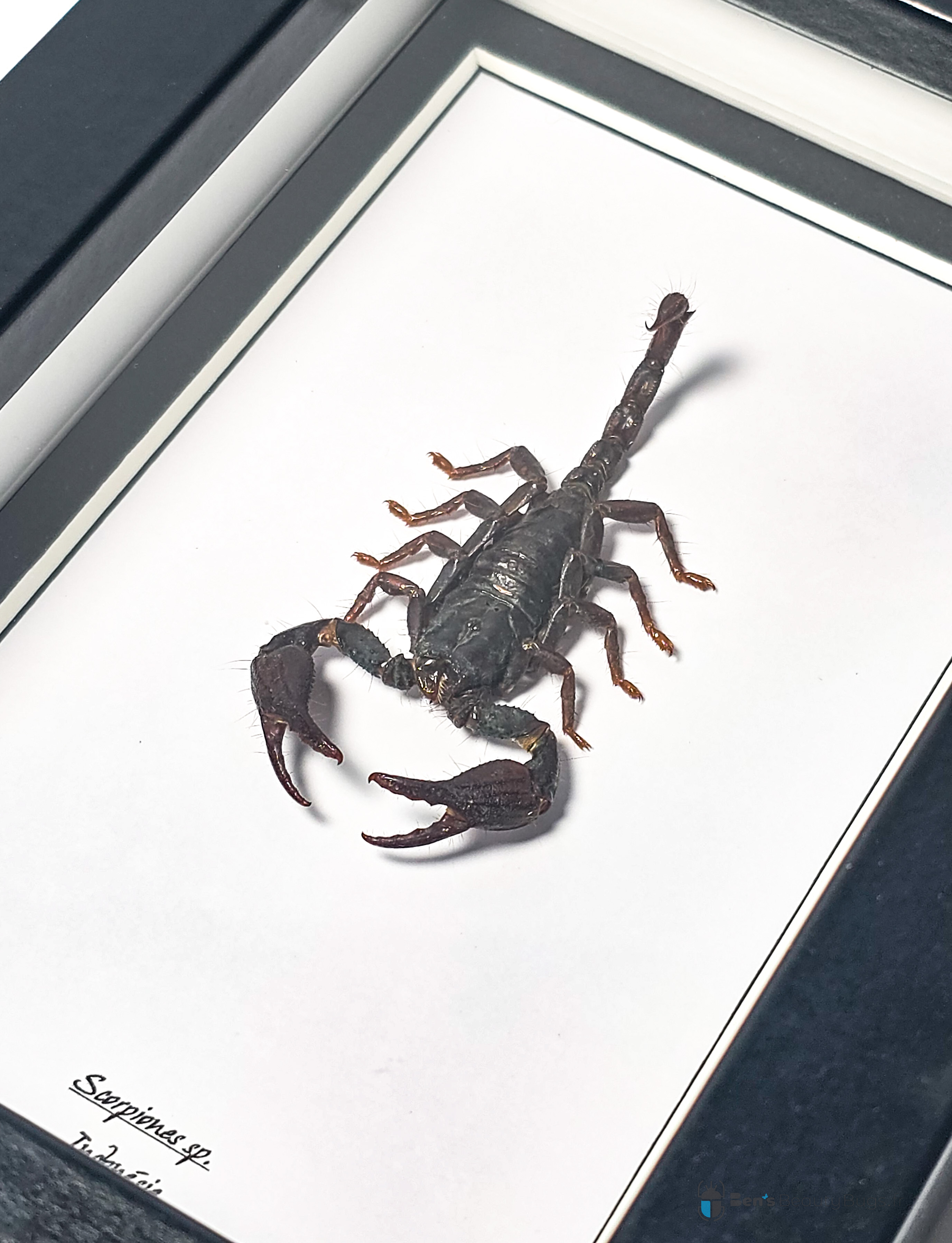Scorpiones sp.