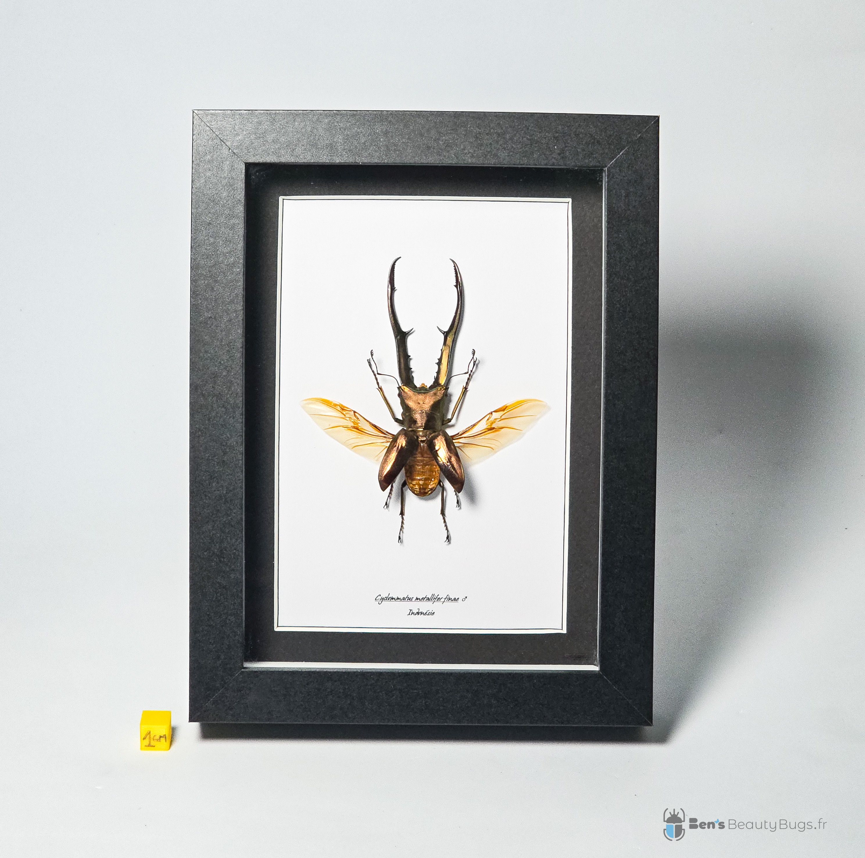 Cyclommatus metallifer finae