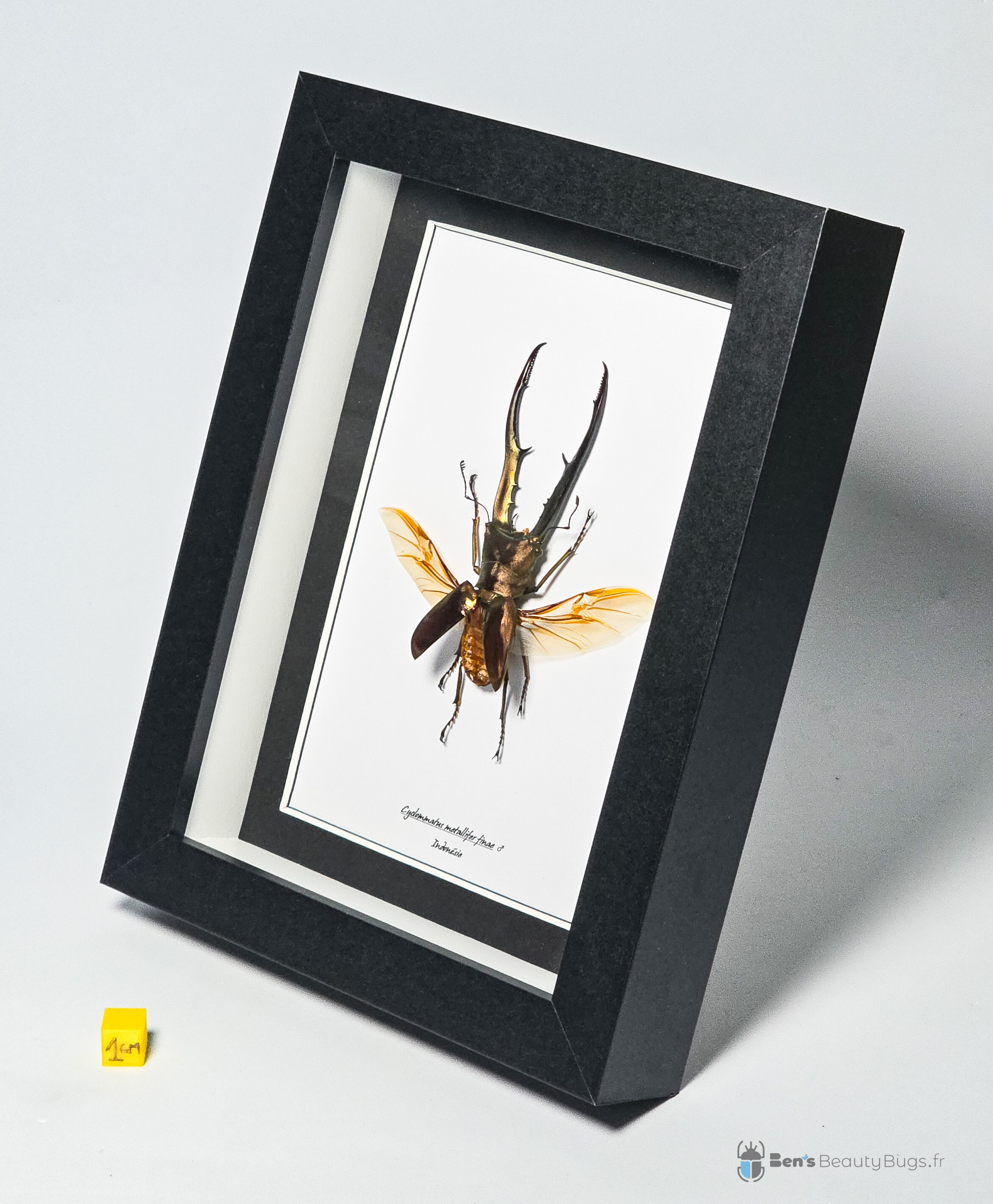 Cyclommatus metallifer finae