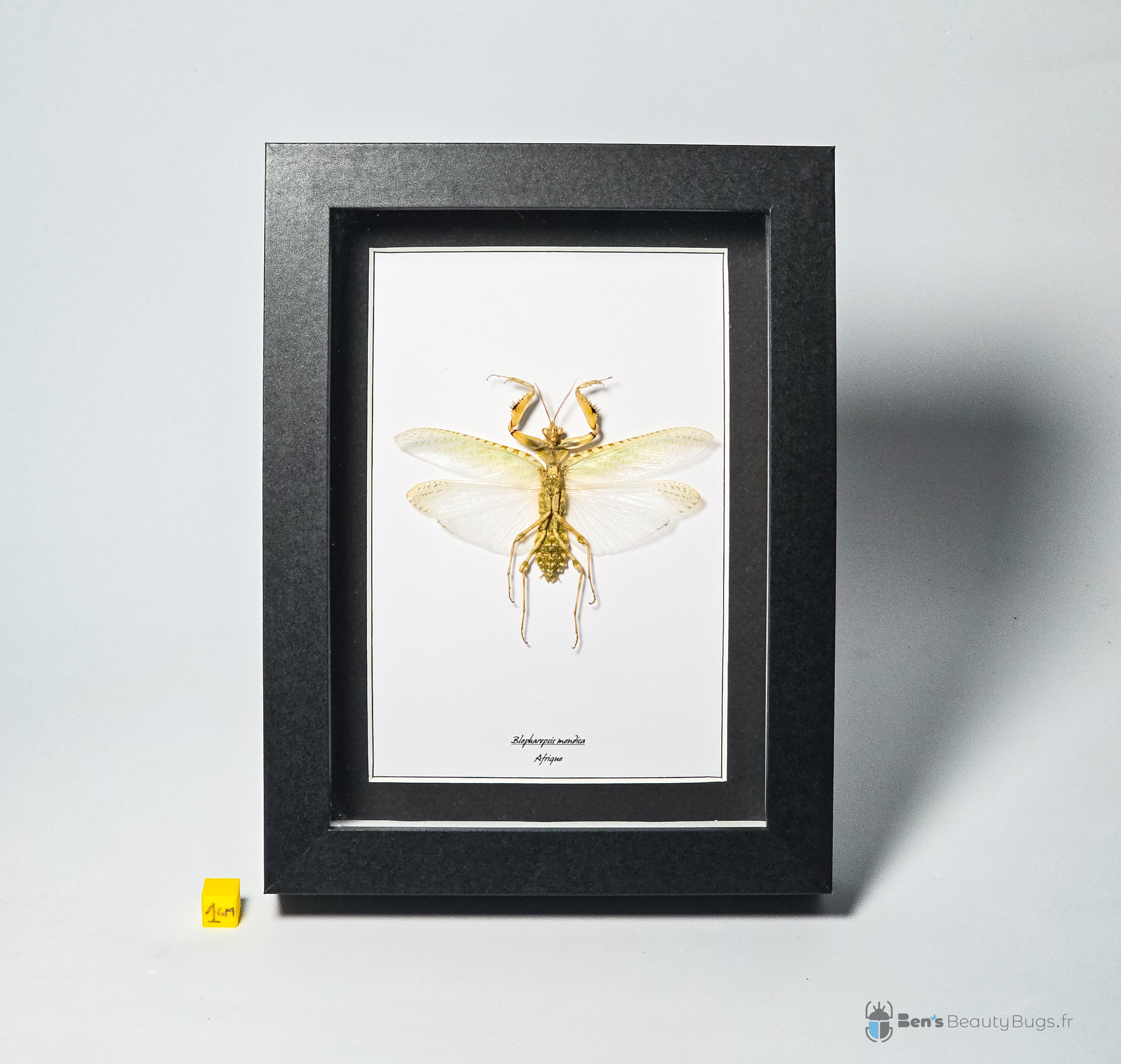 Blepharopsis mendica