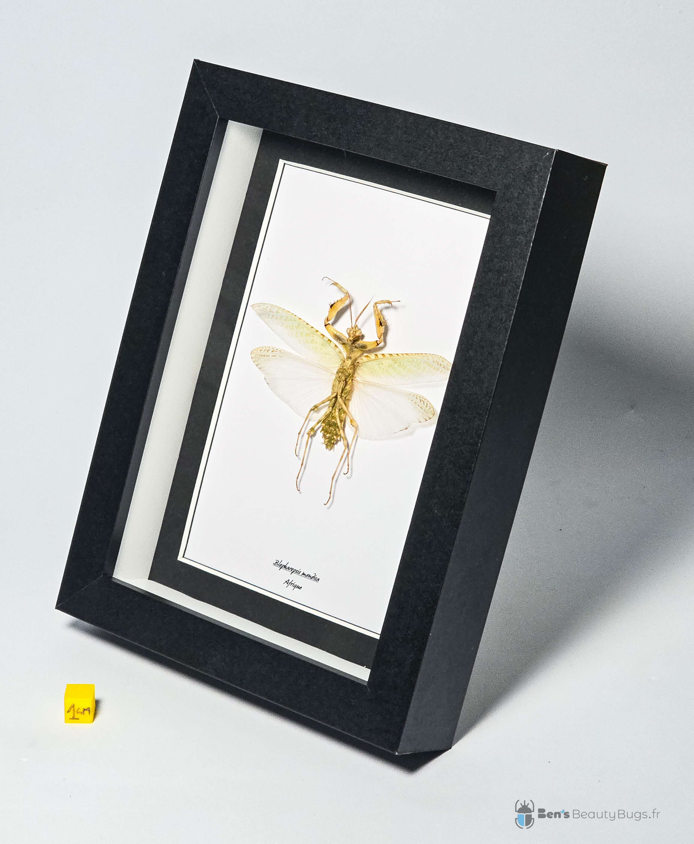 Blepharopsis mendica