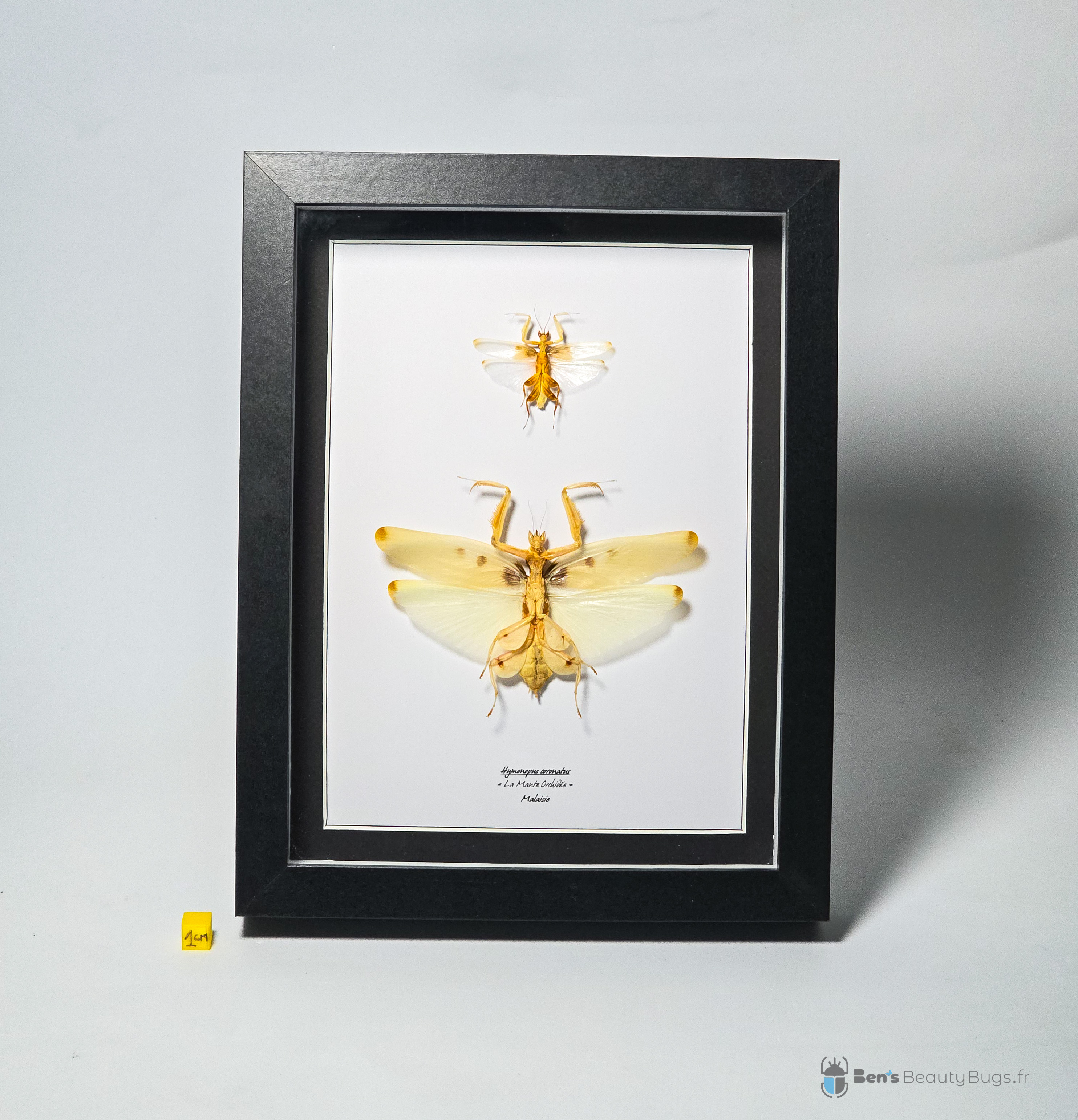 Hymenopus coronatus (couple)