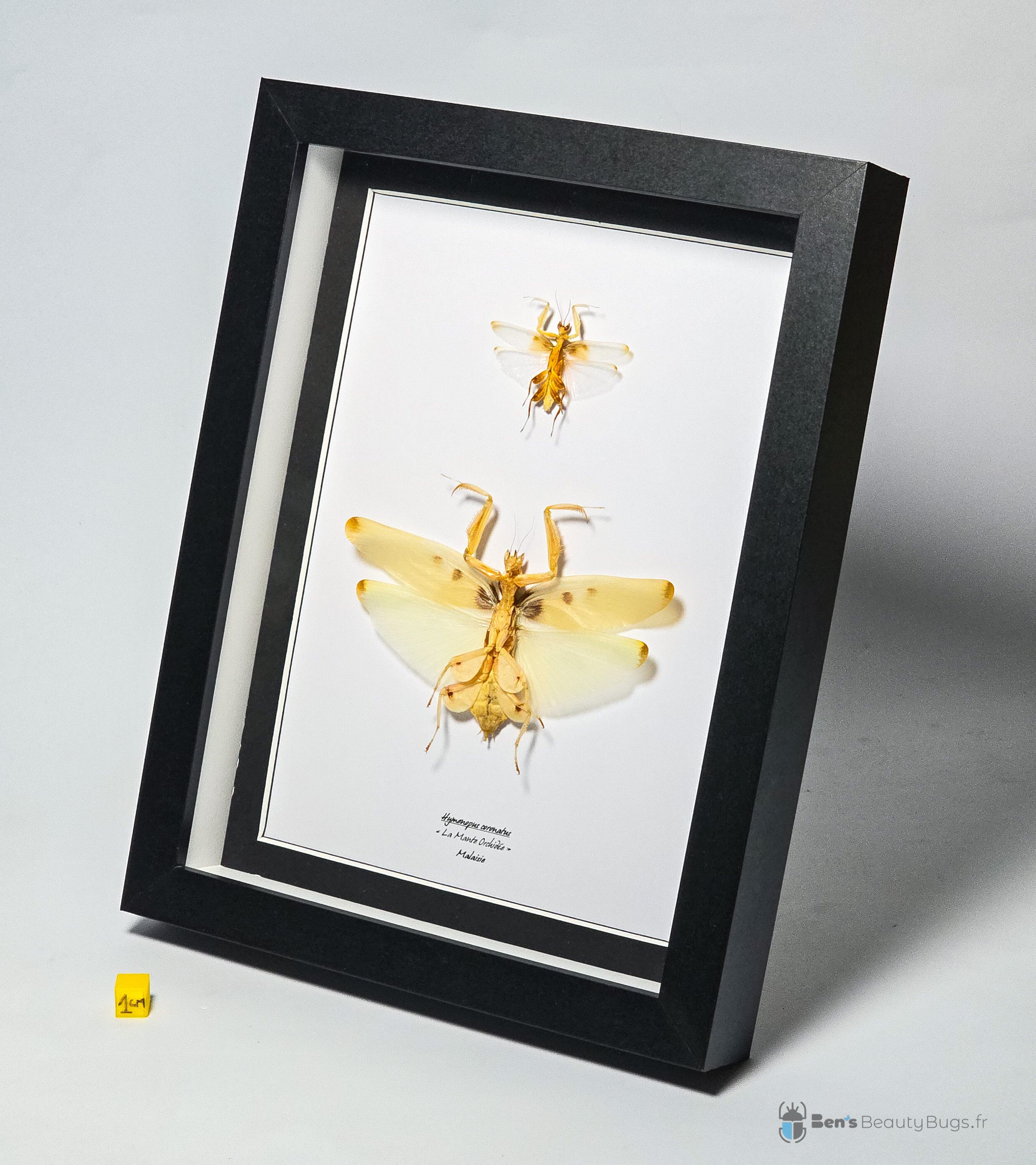 Hymenopus coronatus (couple)