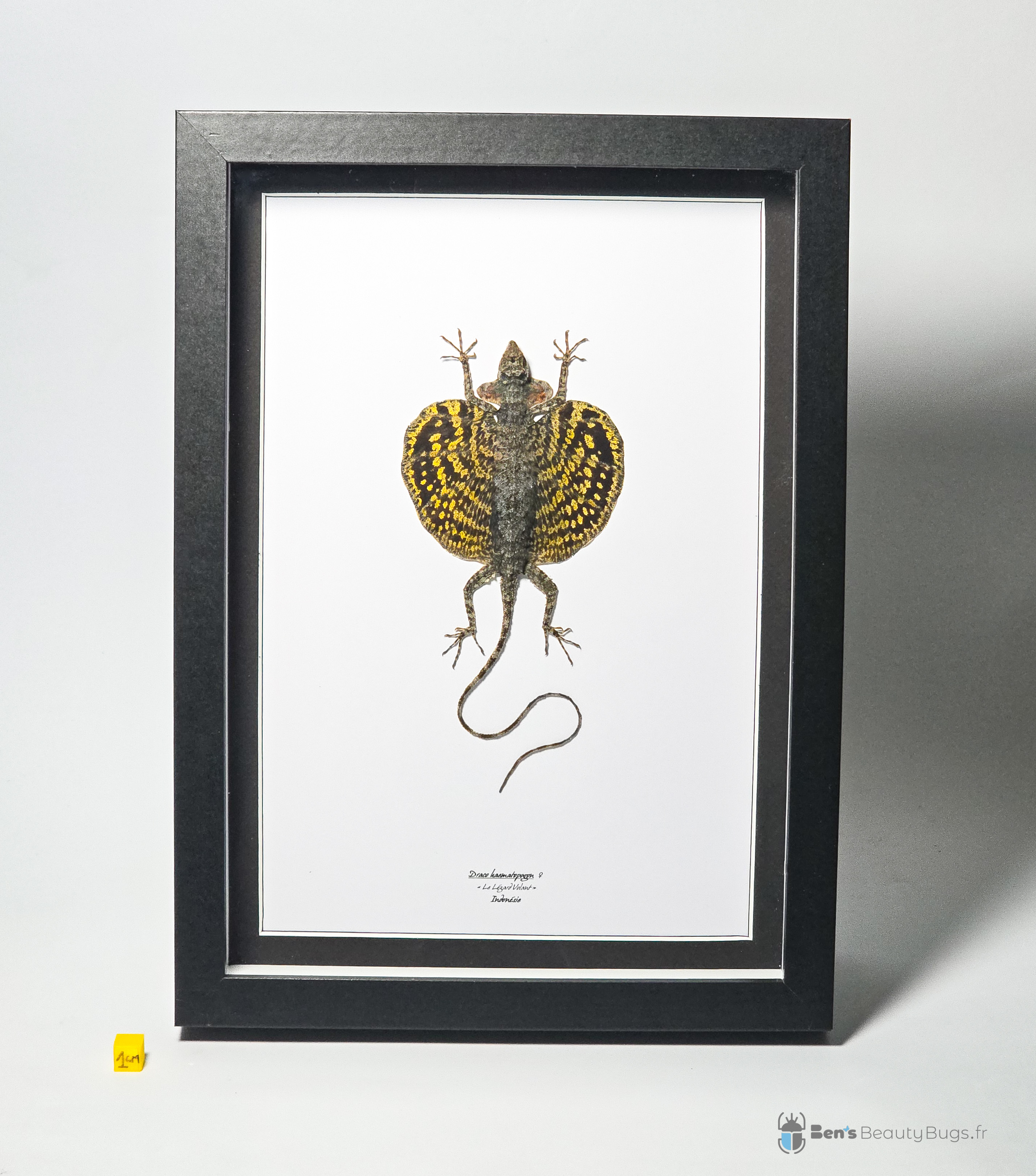 Draco haematopogon (Femelle)